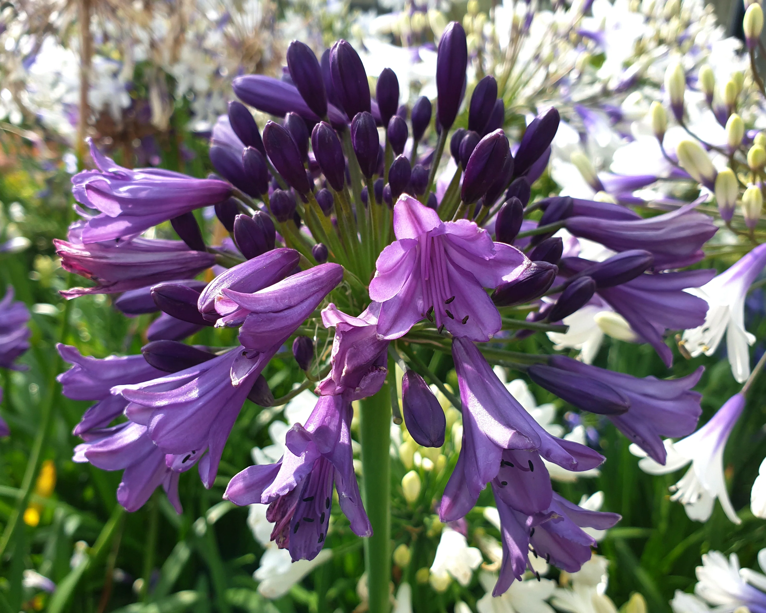 Agapanthus 'Poppin' Purple' - Image 3