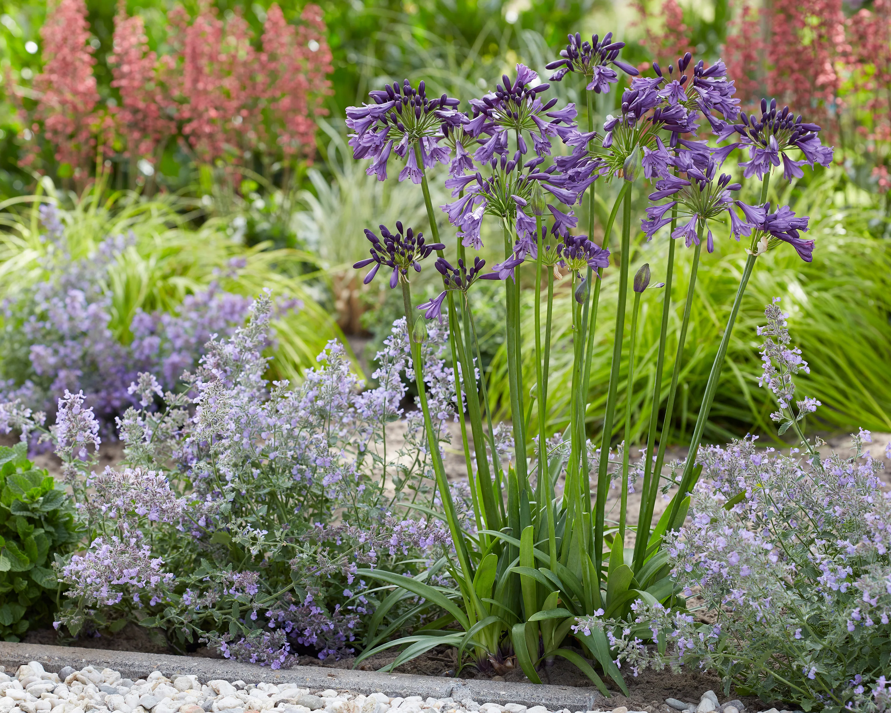 Agapanthus 'Poppin' Purple' - Image 6