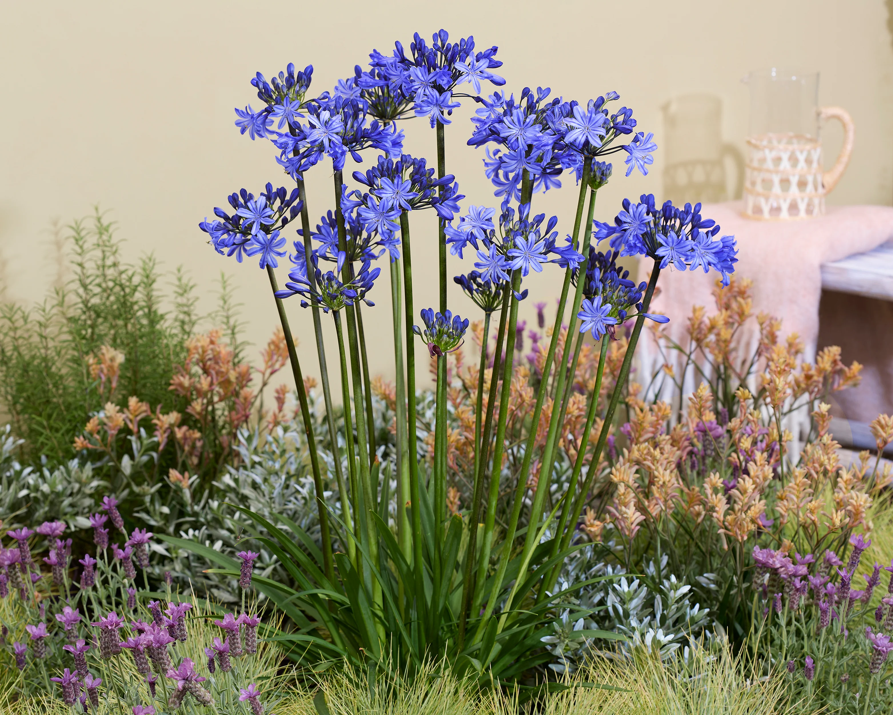 Agapanthus 'Rising Star' - Image 3