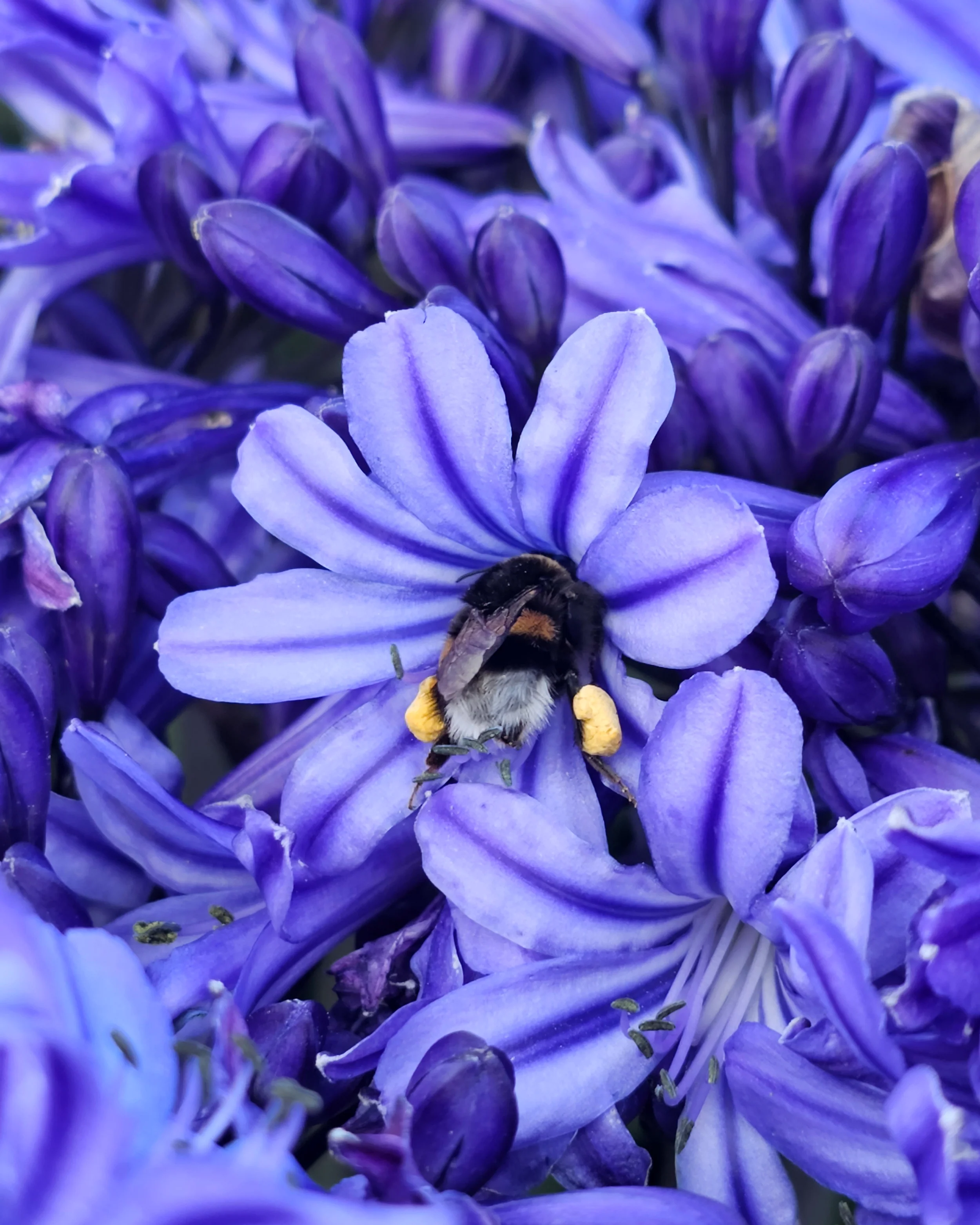 Agapanthus 'Rising Star' - Image 4