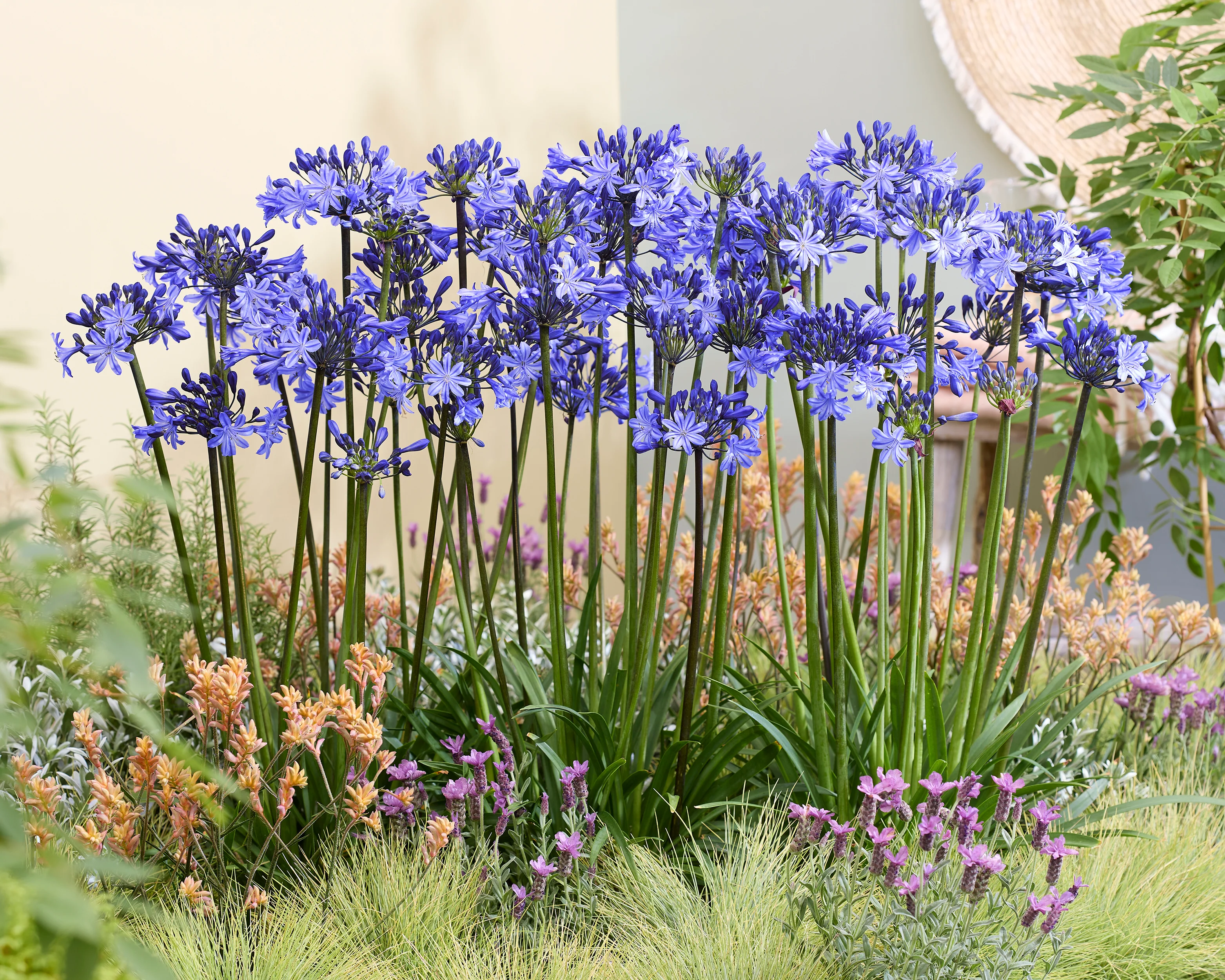 Agapanthus 'Rising Star' - Image 6