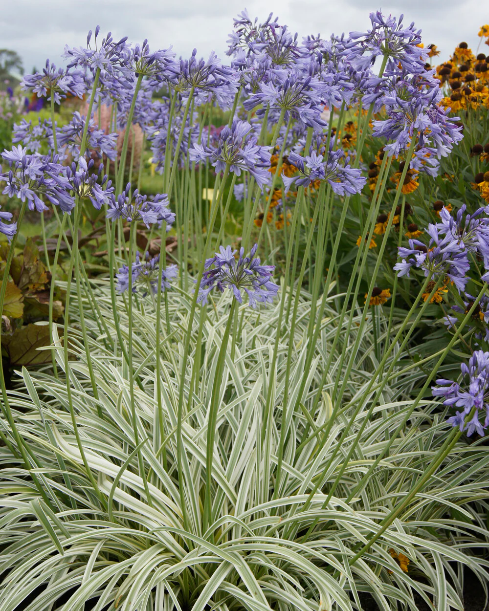 Agapanthus 'Silver Moon' - Image 3