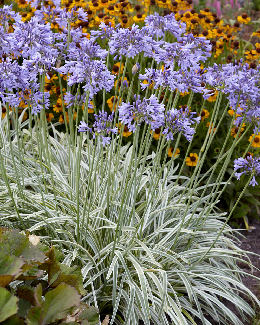 Agapanthus 'Silver Moon' - Image 4