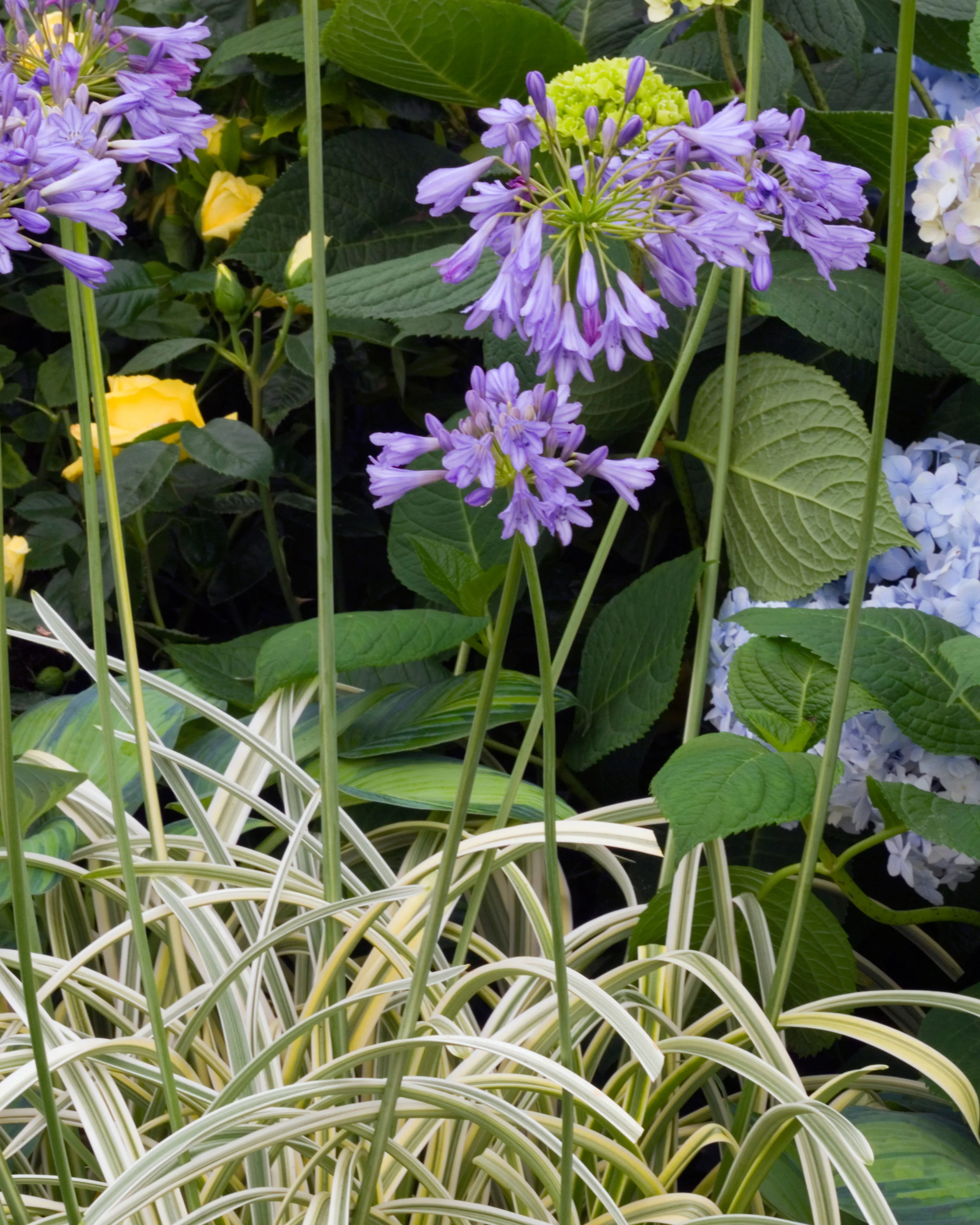 Agapanthus 'Silver Moon' - Image 6
