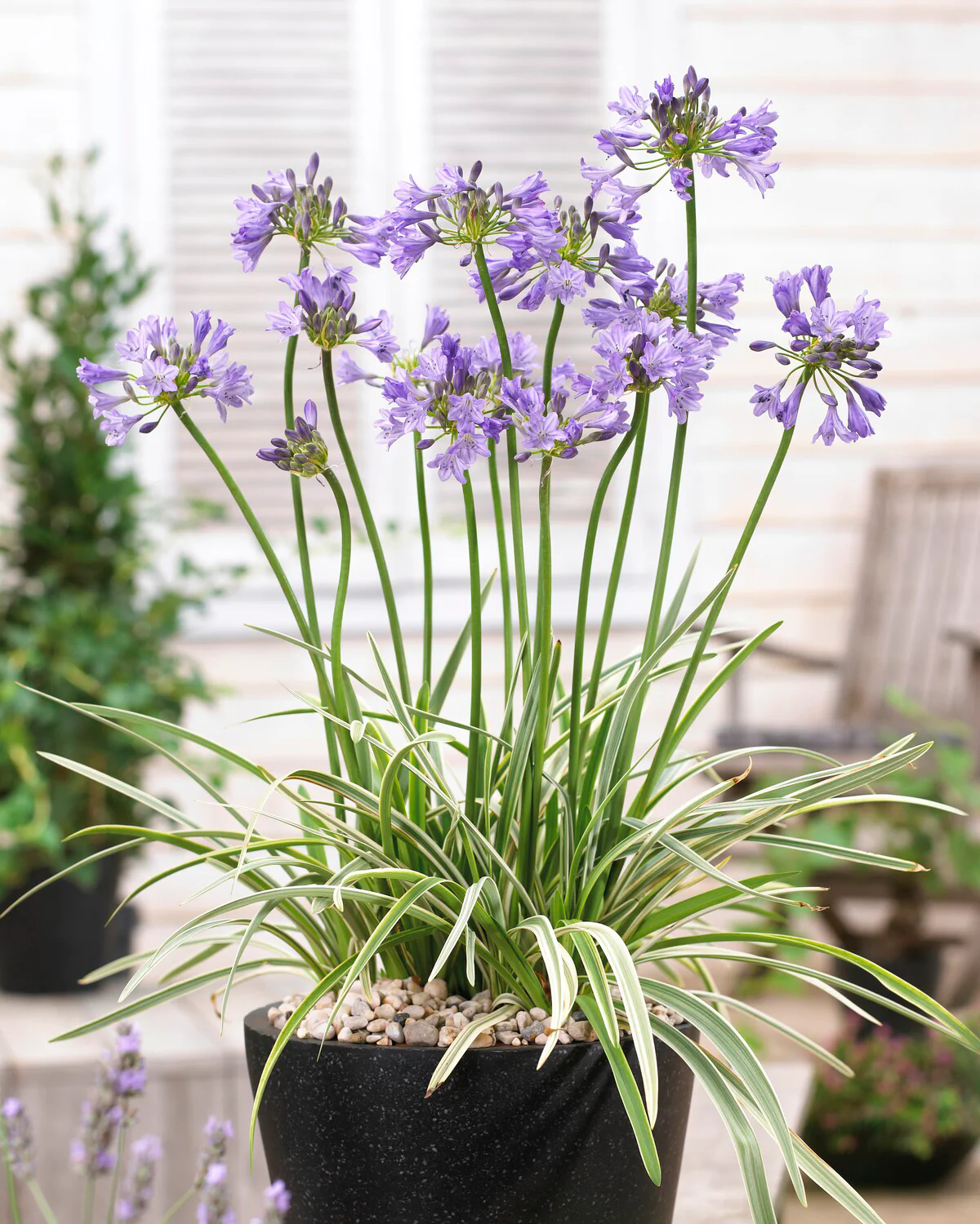Agapanthus 'Silver Moon' - Image 7