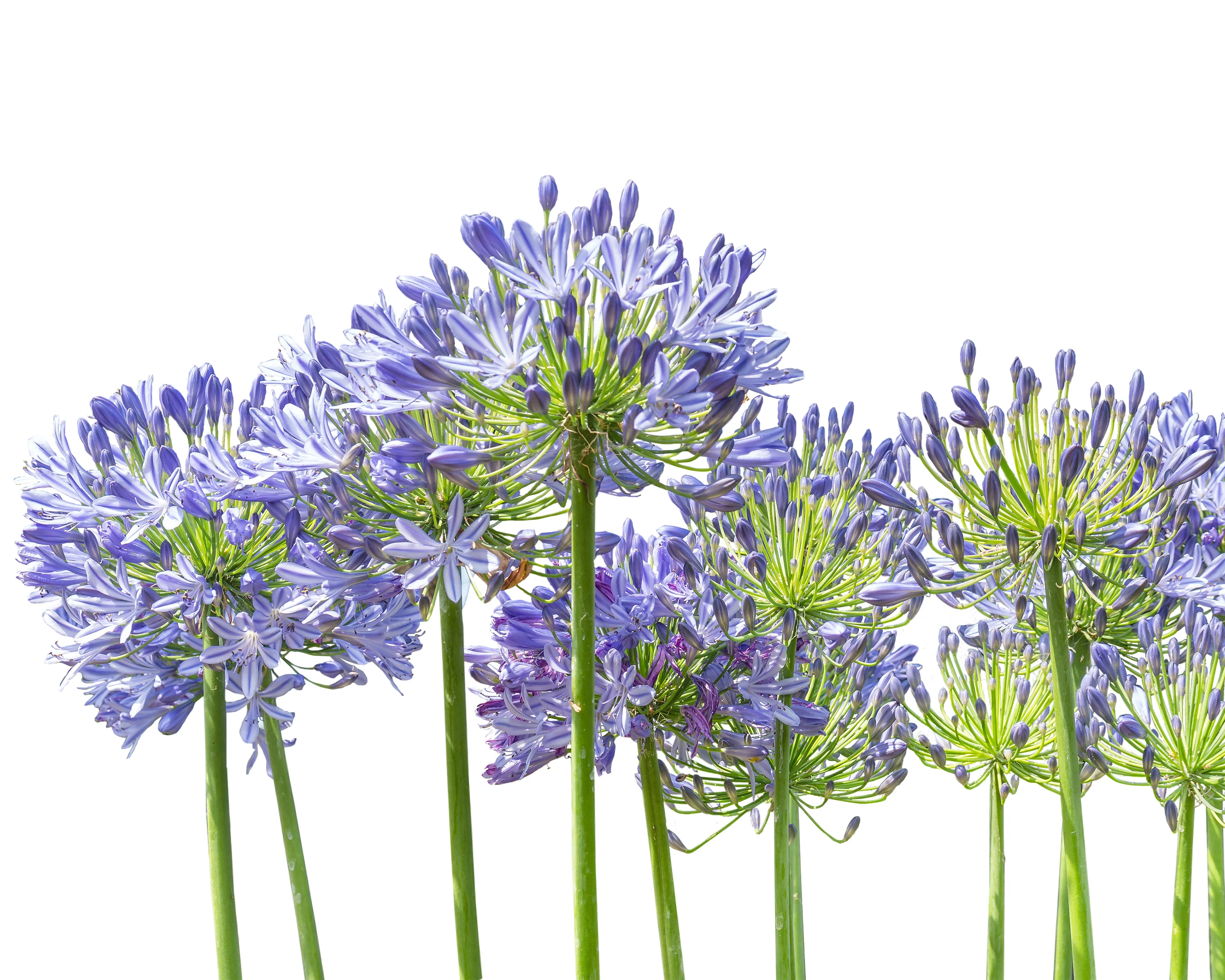 Agapanthus 'Stockholm' - Image 3