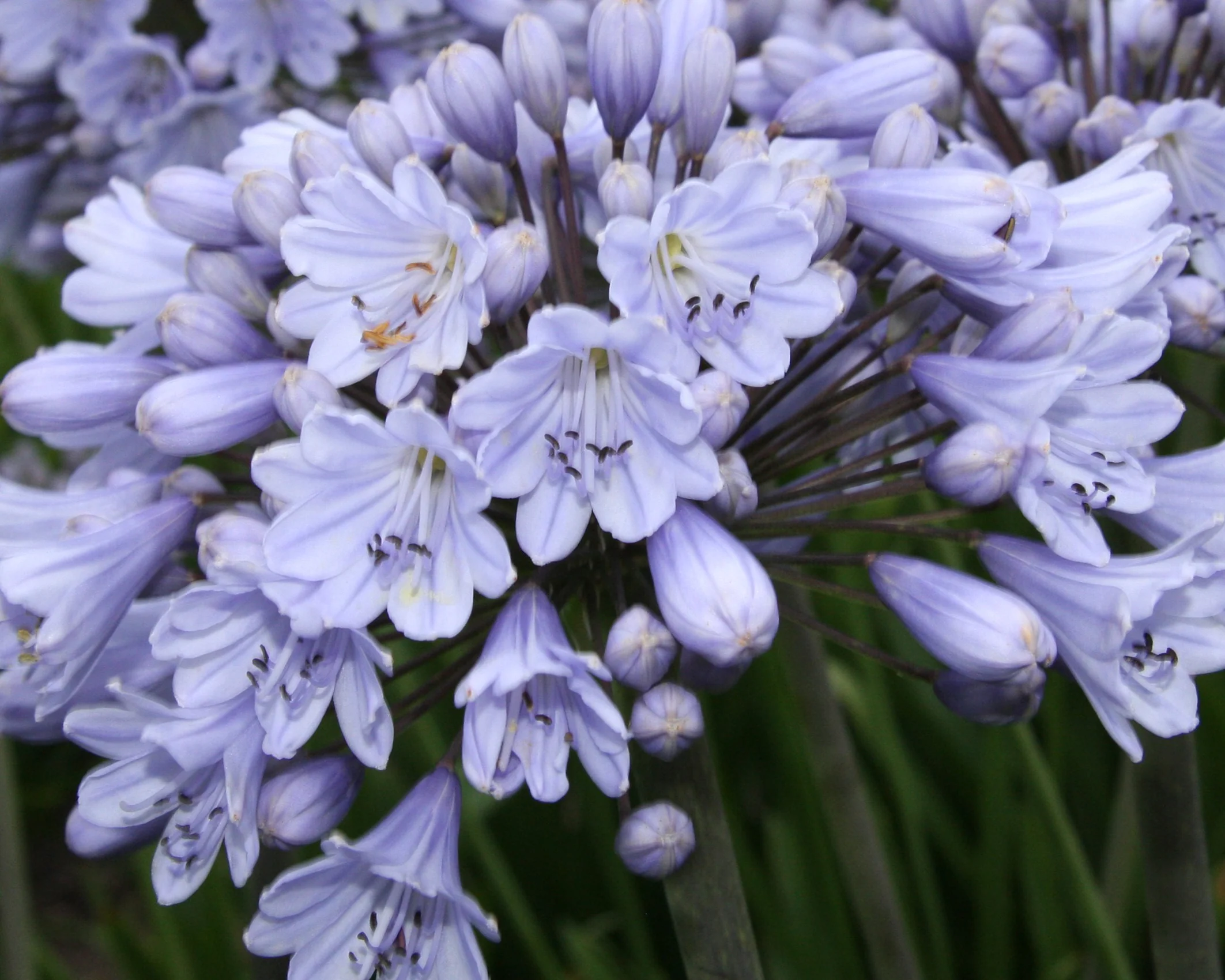 Agapanthus 'Stockholm' - Image 4