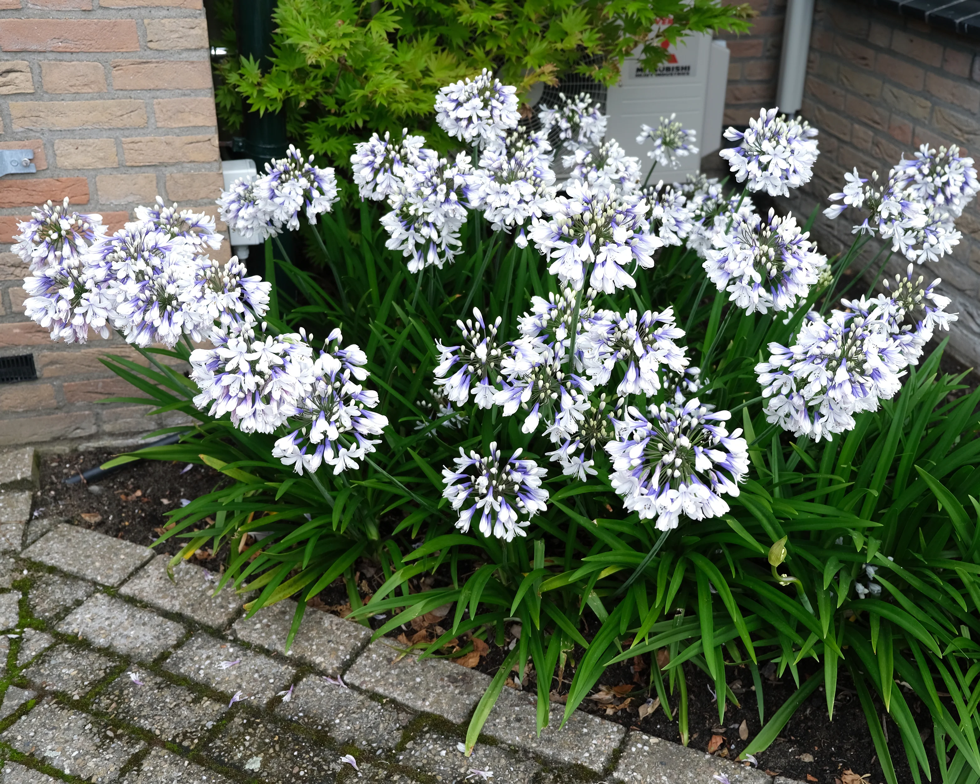 Agapanthus 'Twister' - Image 5