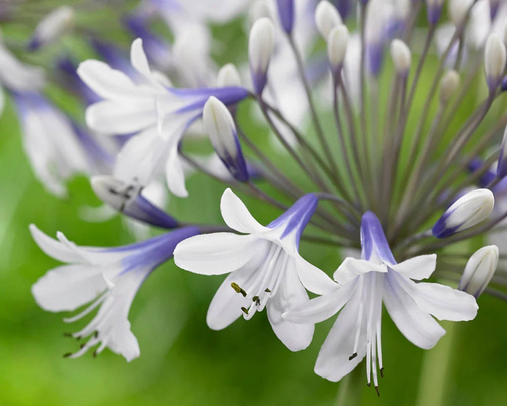 Agapanthus 'Twister' - Image 6