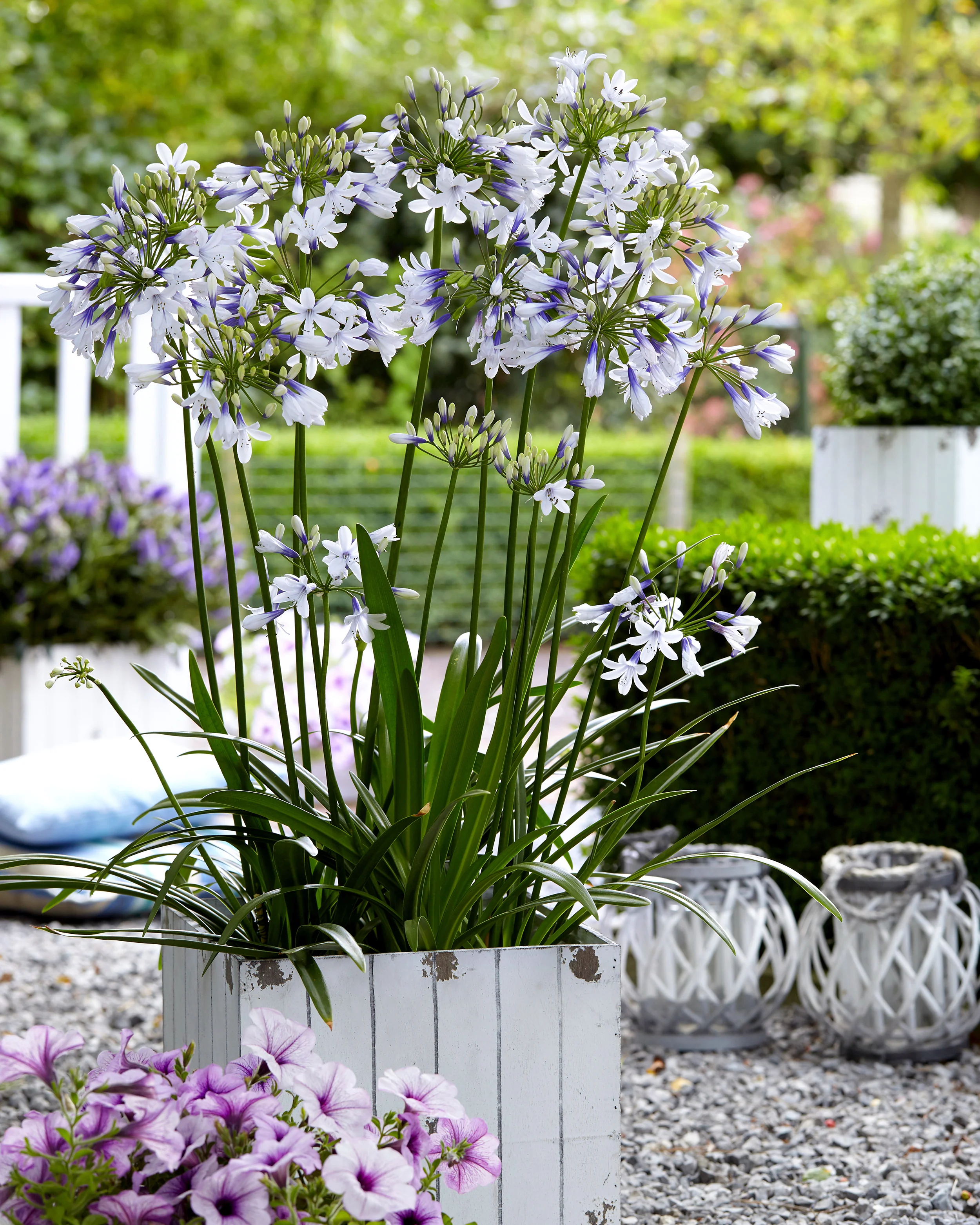 Agapanthus 'Twister' - Image 7