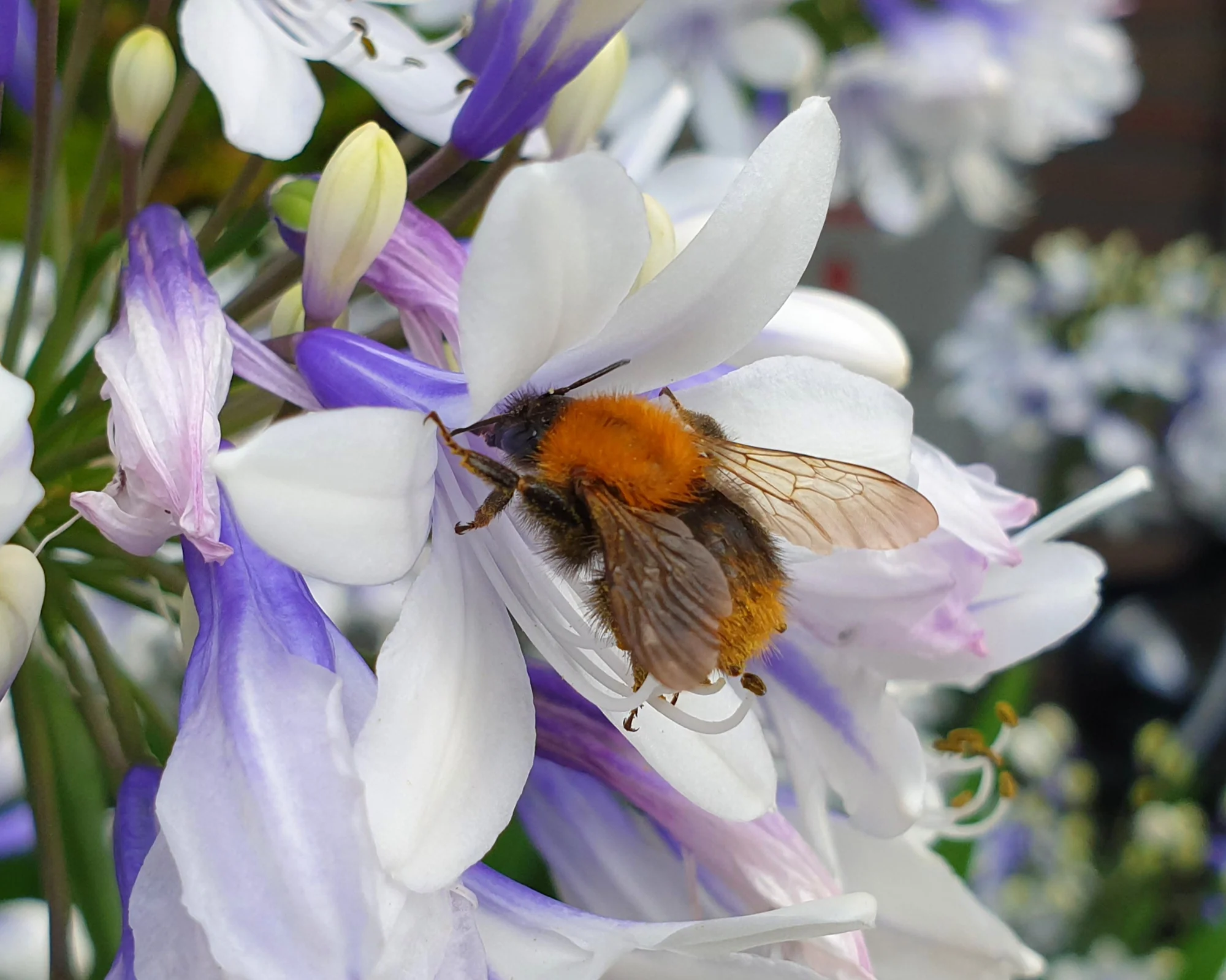 Agapanthus 'Twister' - Image 8