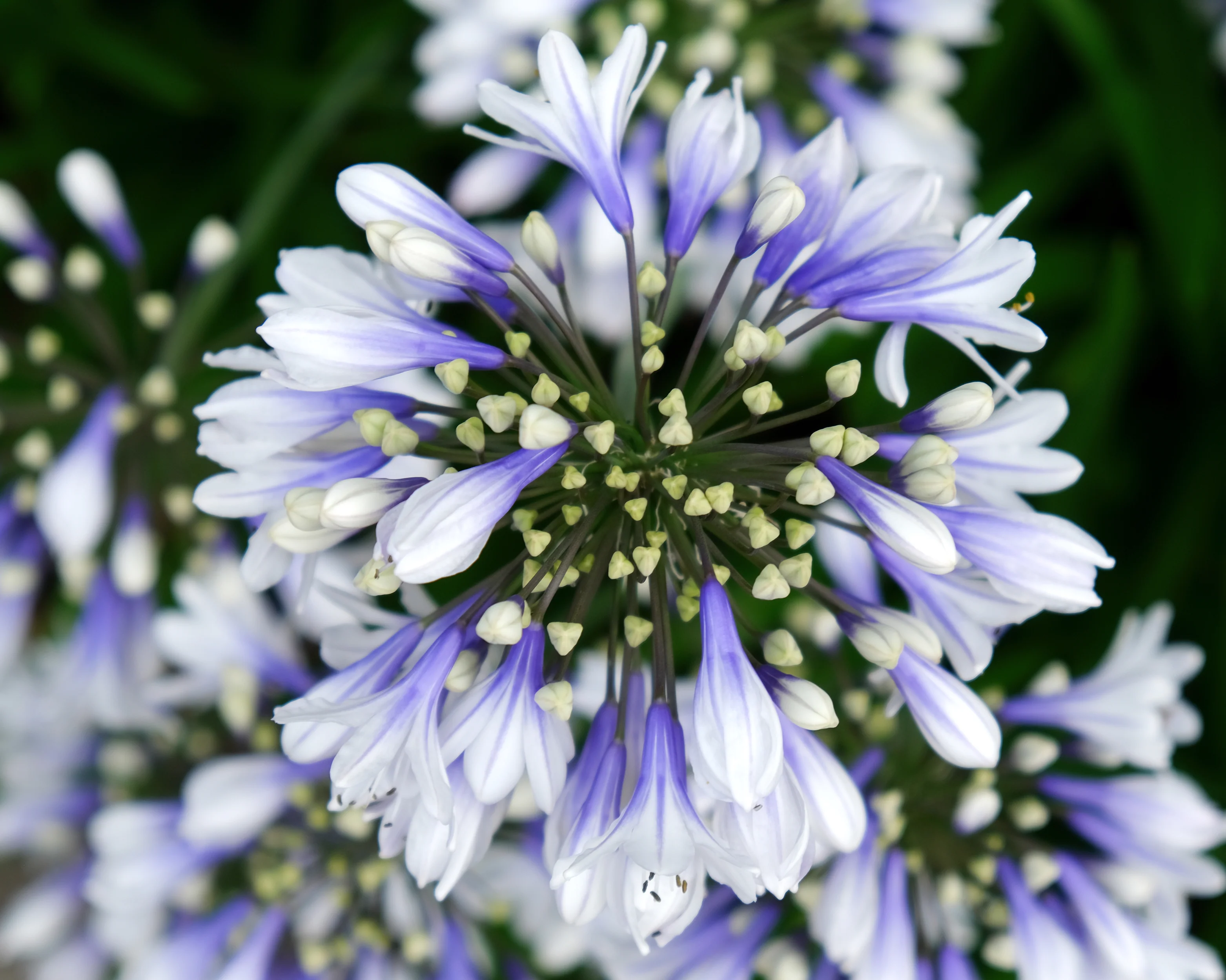 Agapanthus 'Twister' - Image 9