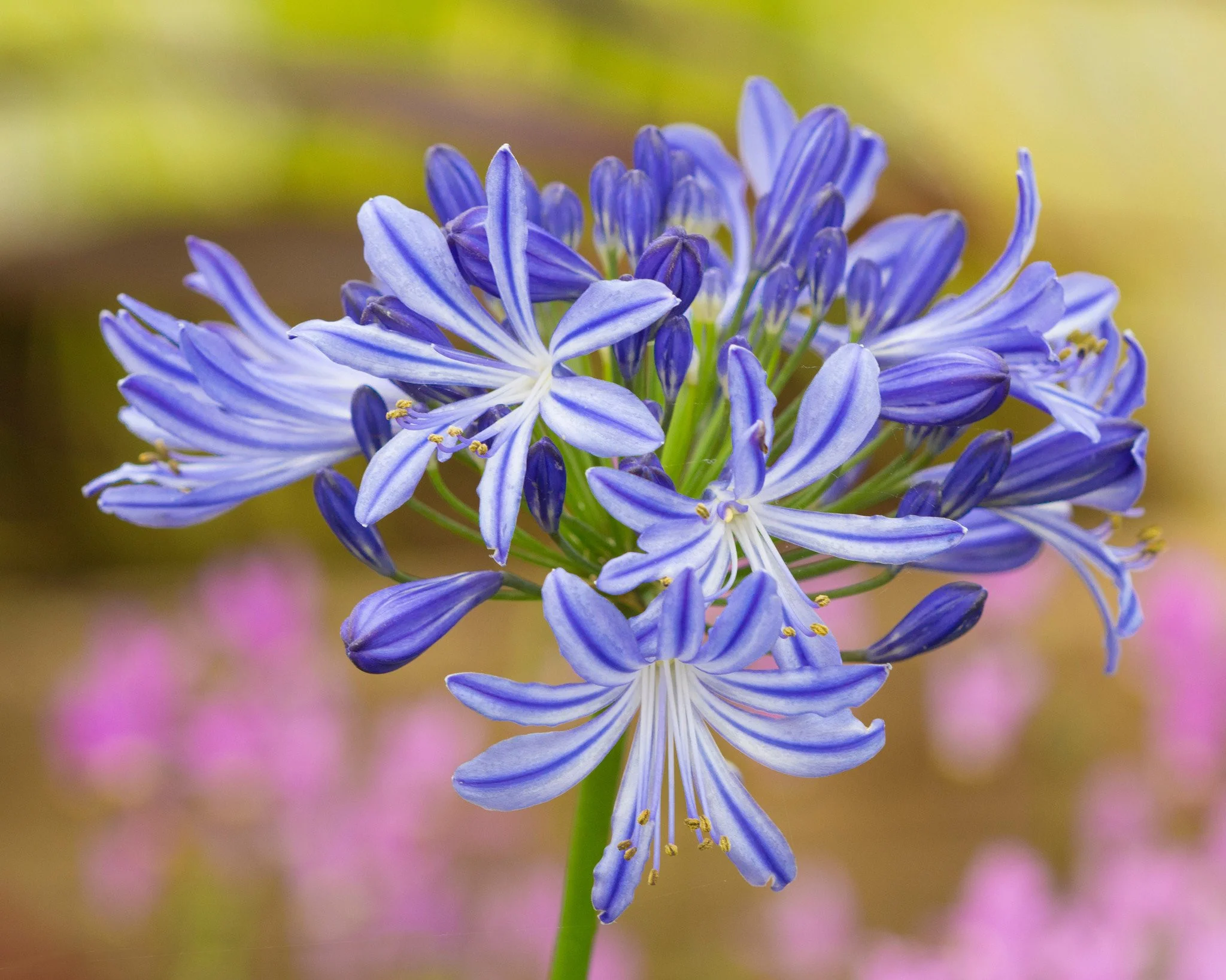 Agapanthus umbellatus - Image 10