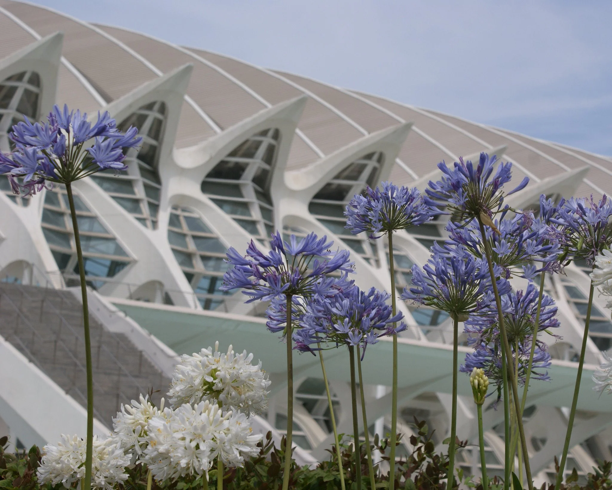 Agapanthus umbellatus - Image 12