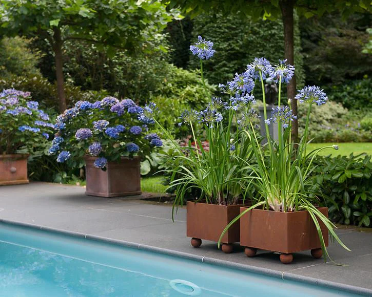 Agapanthus umbellatus - Image 4