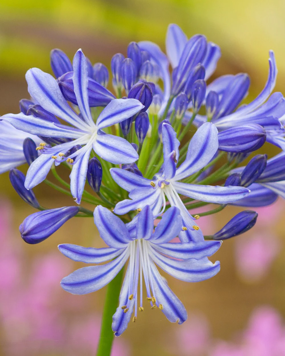 Agapanthus umbellatus - Image 5