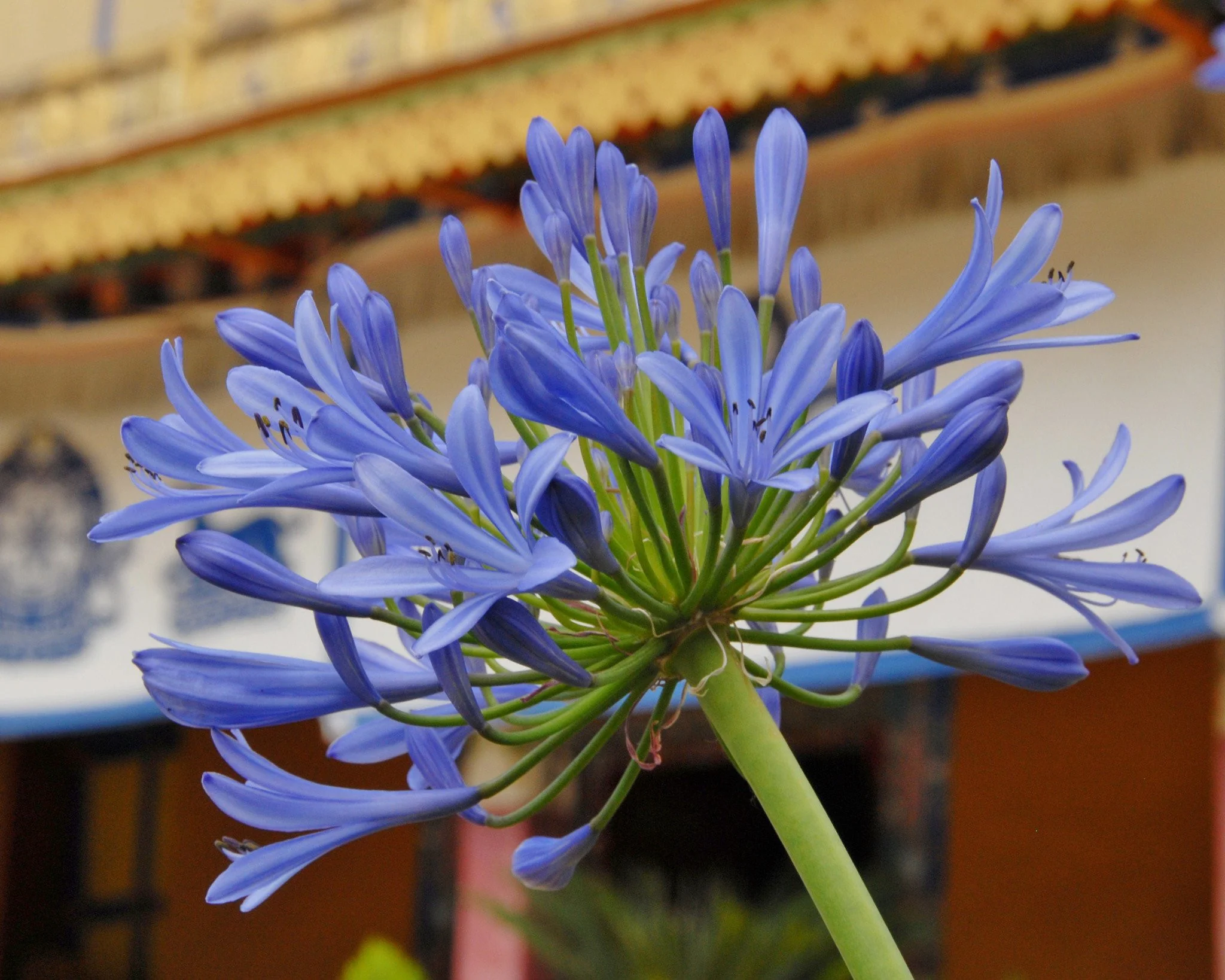 Agapanthus umbellatus - Image 7
