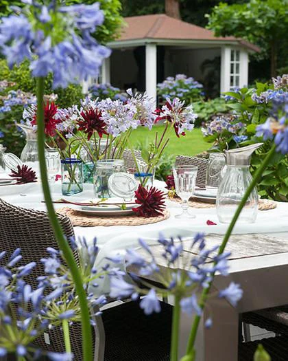 Agapanthus umbellatus 'XXL' - Image 4
