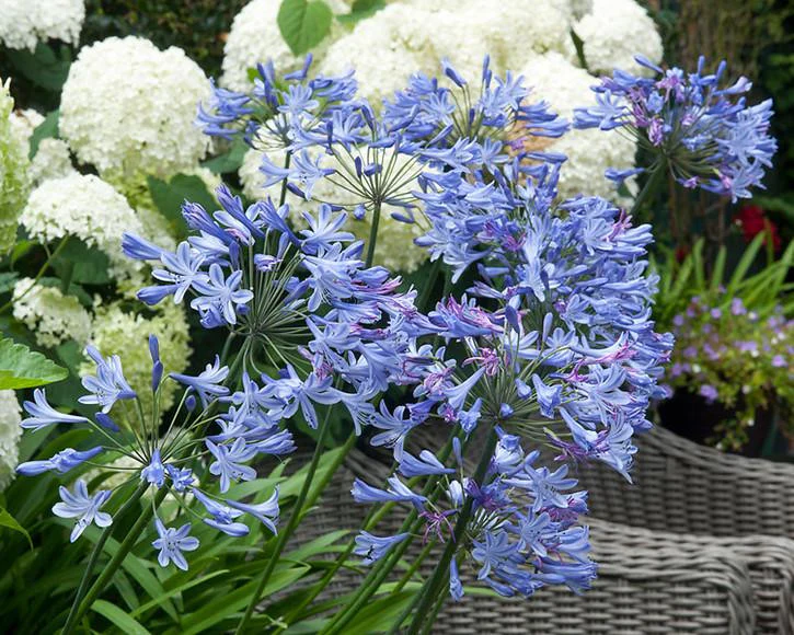 Agapanthus umbellatus 'XXL' - Image 8