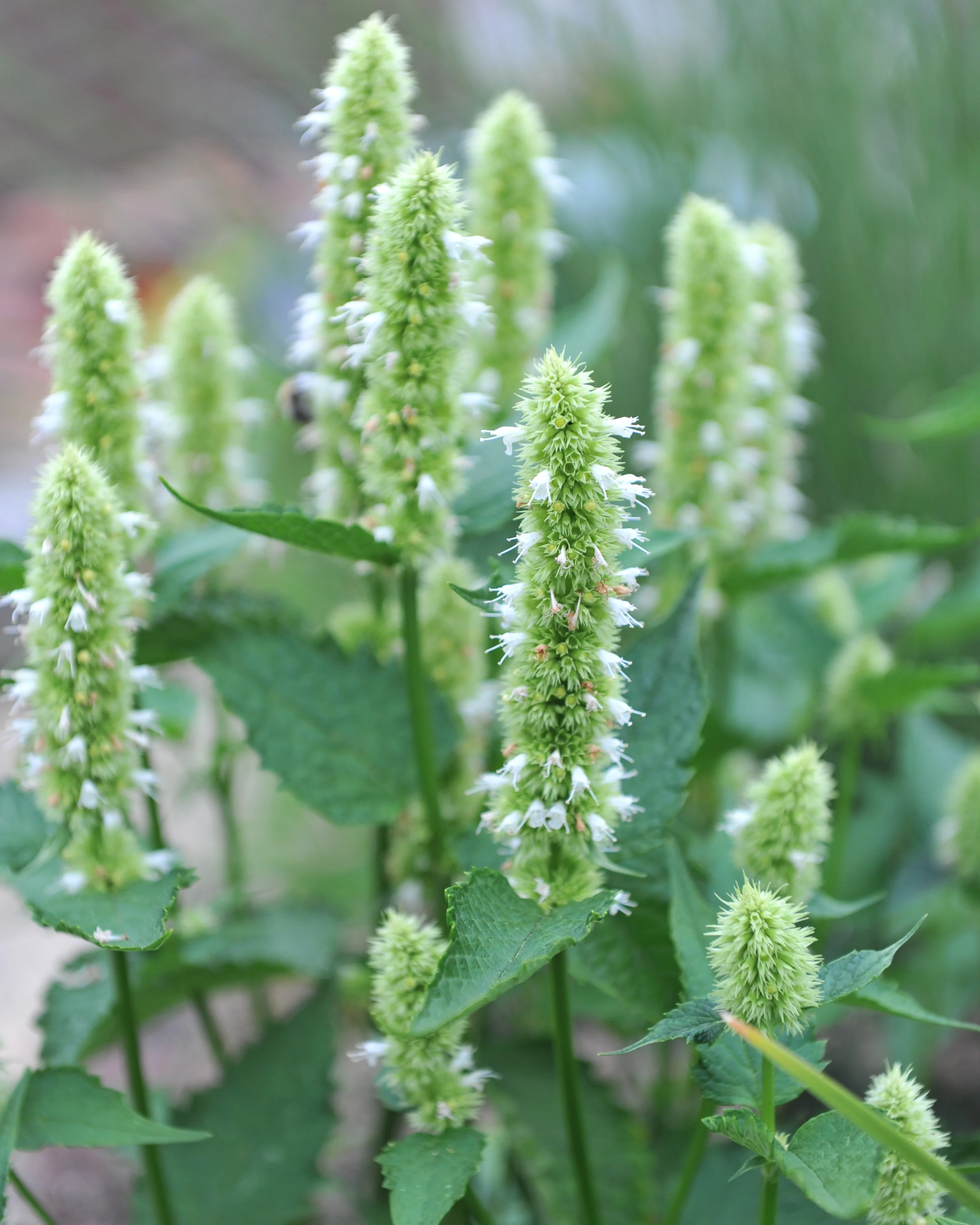 Agastache 'Alabaster' - Image 3