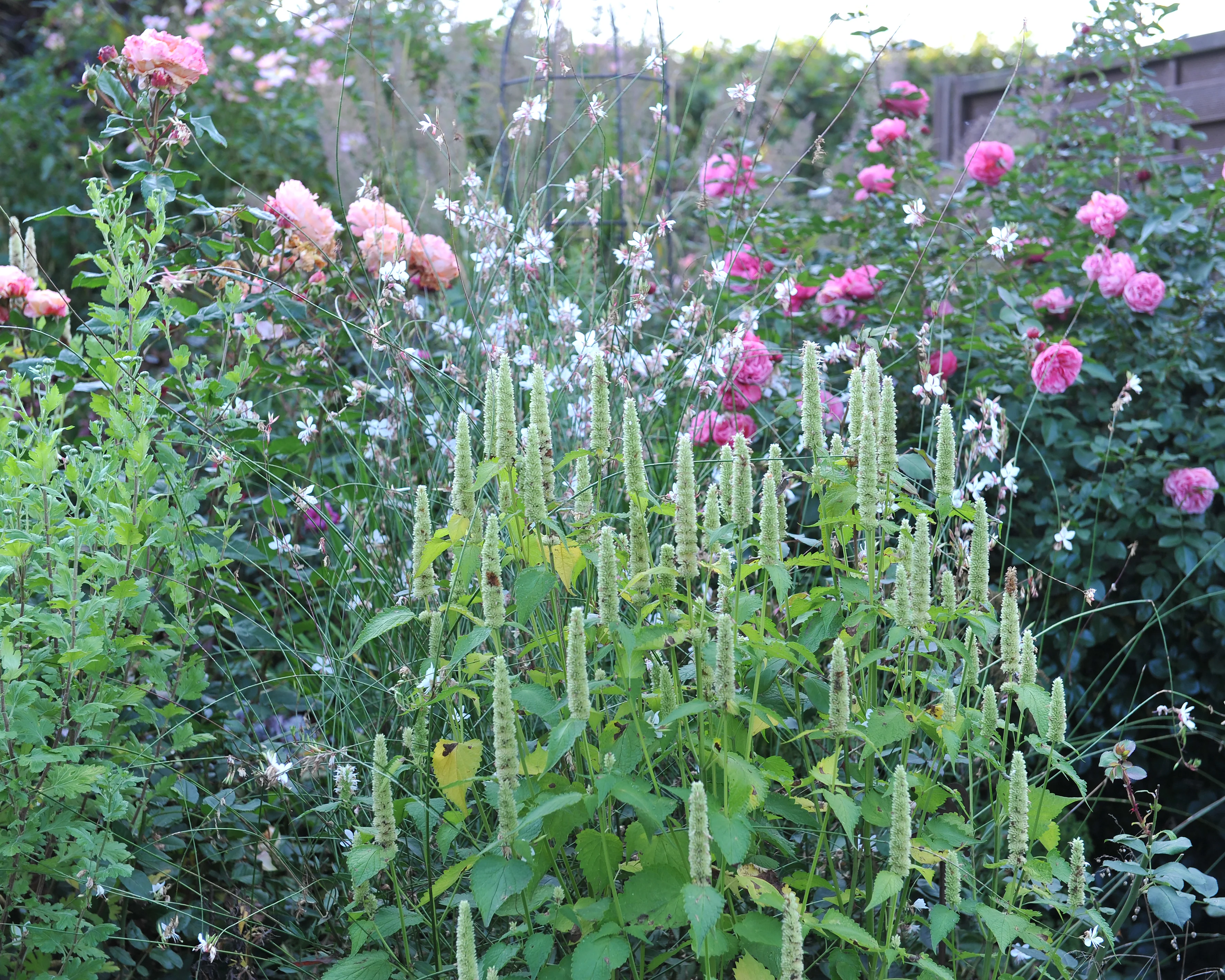 Agastache 'Alabaster' - Image 4