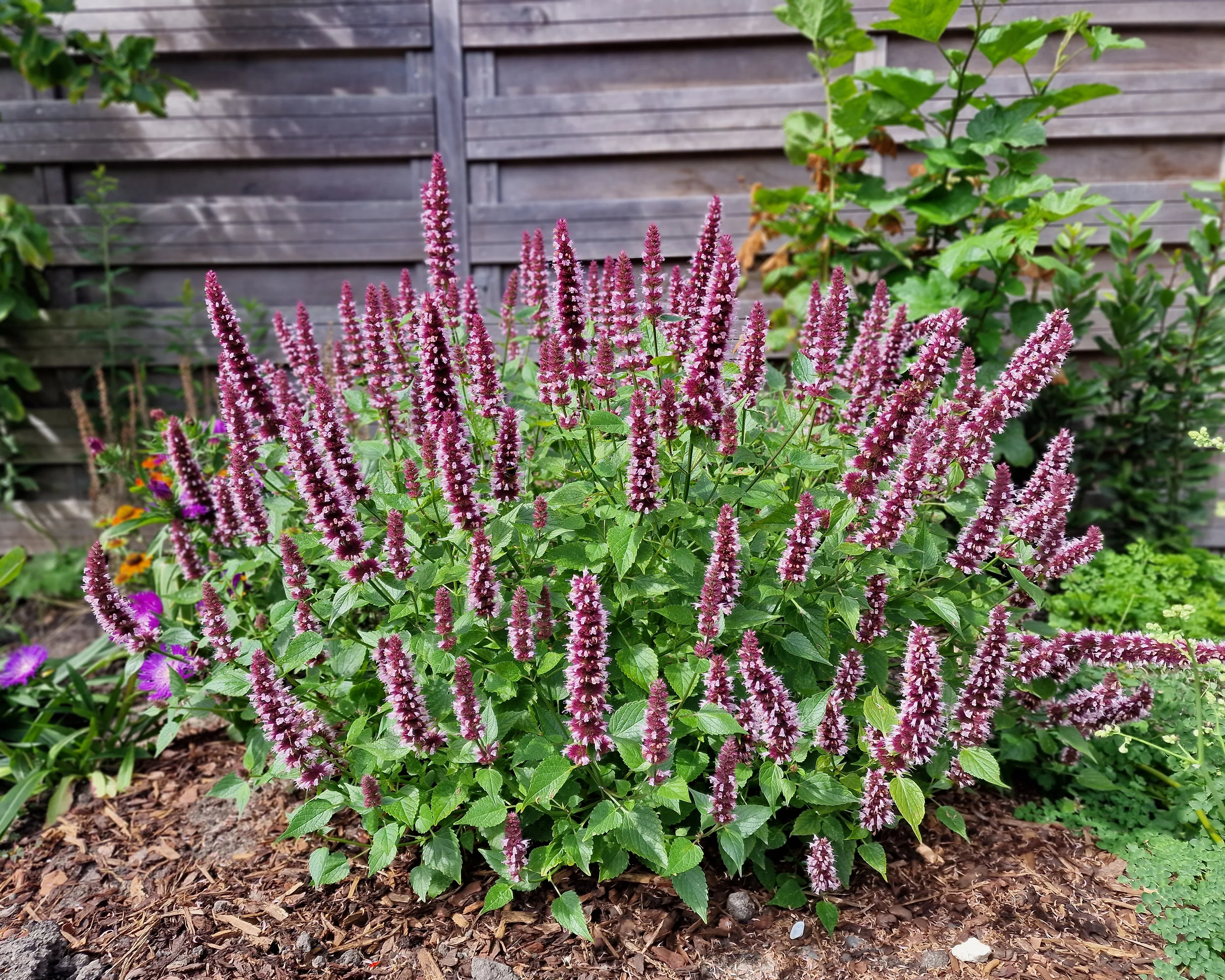 Agastache 'Beelicious Pink' - Image 4