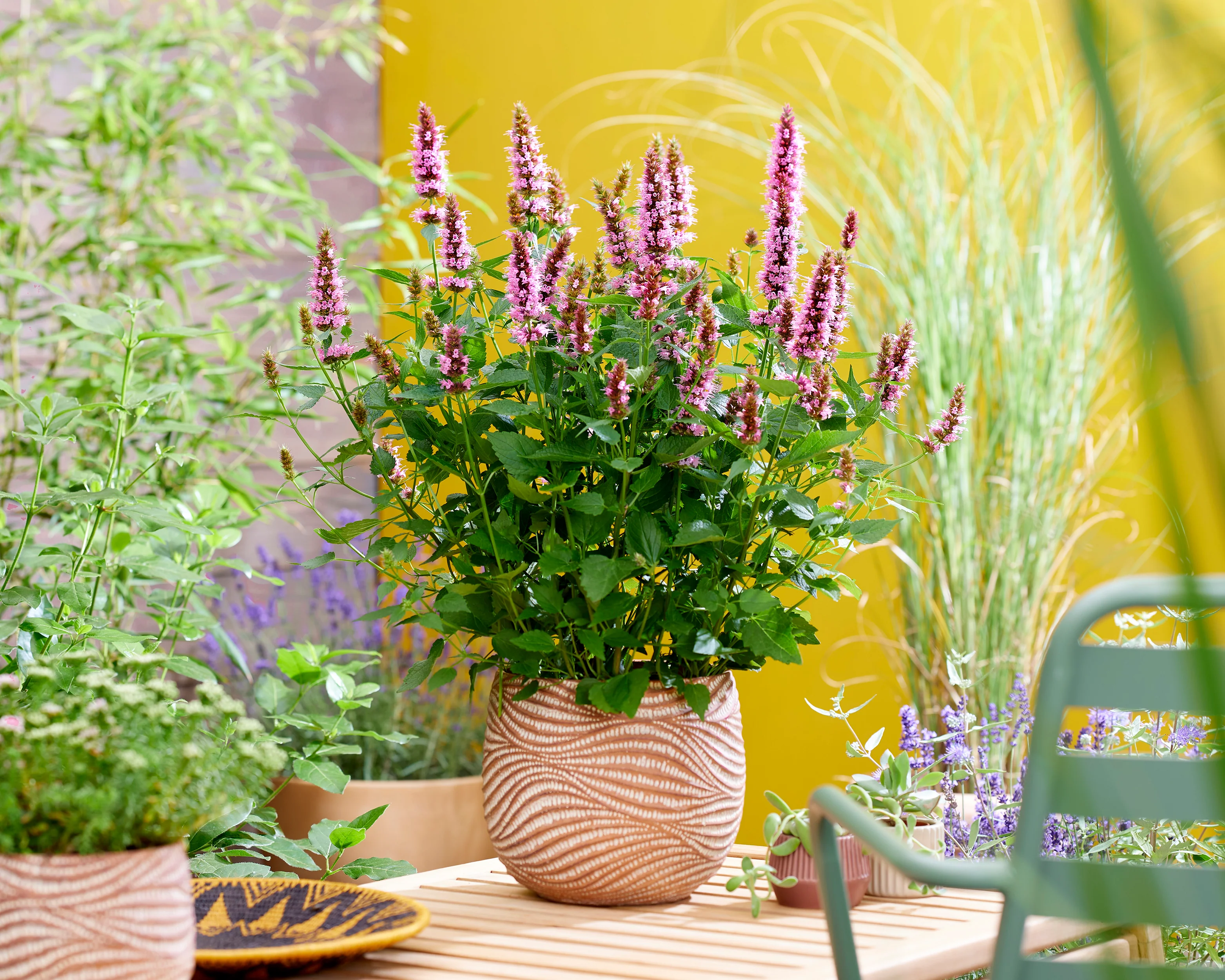 Agastache 'Beelicious Pink' - Image 5