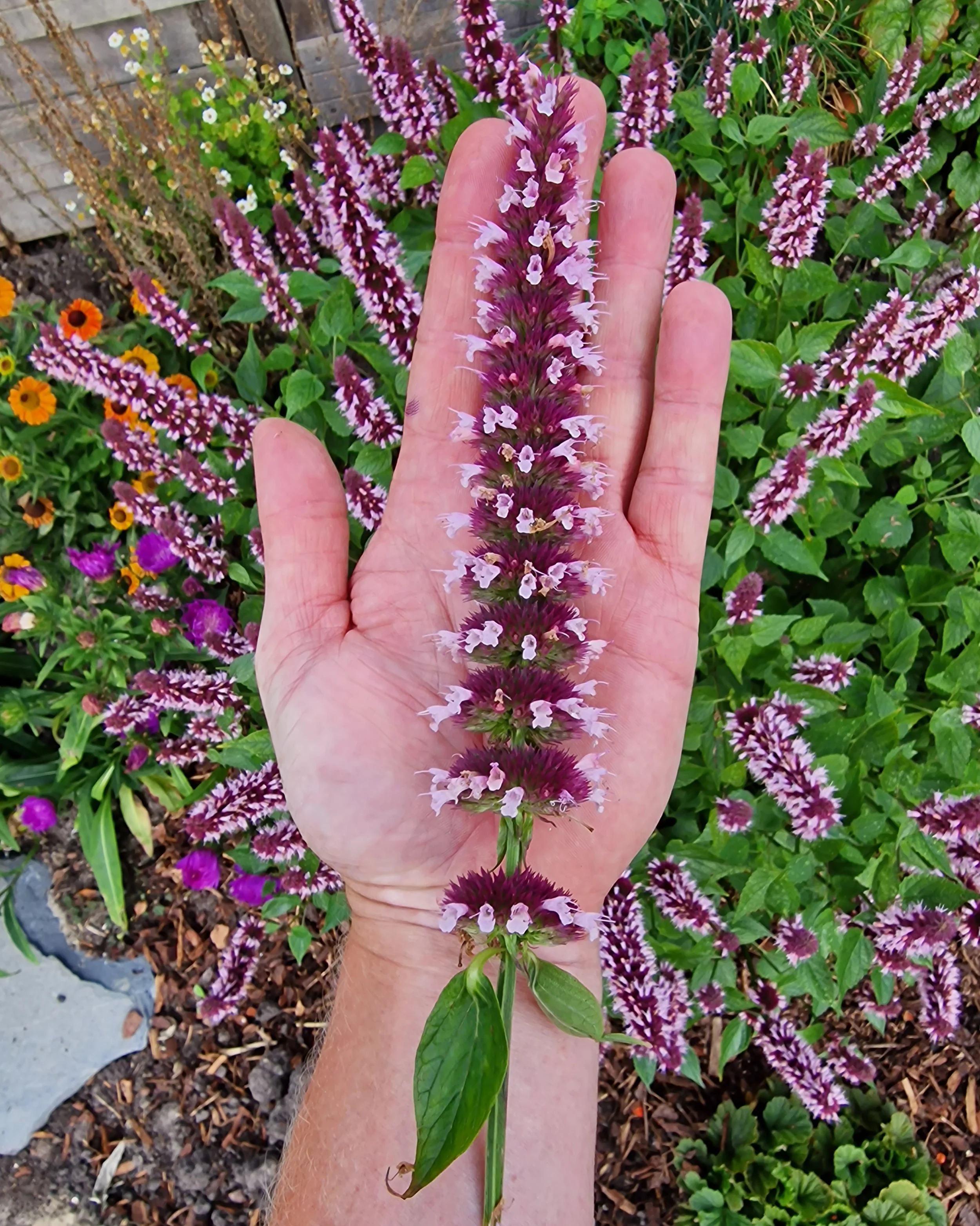 Agastache 'Beelicious Pink' - Image 6