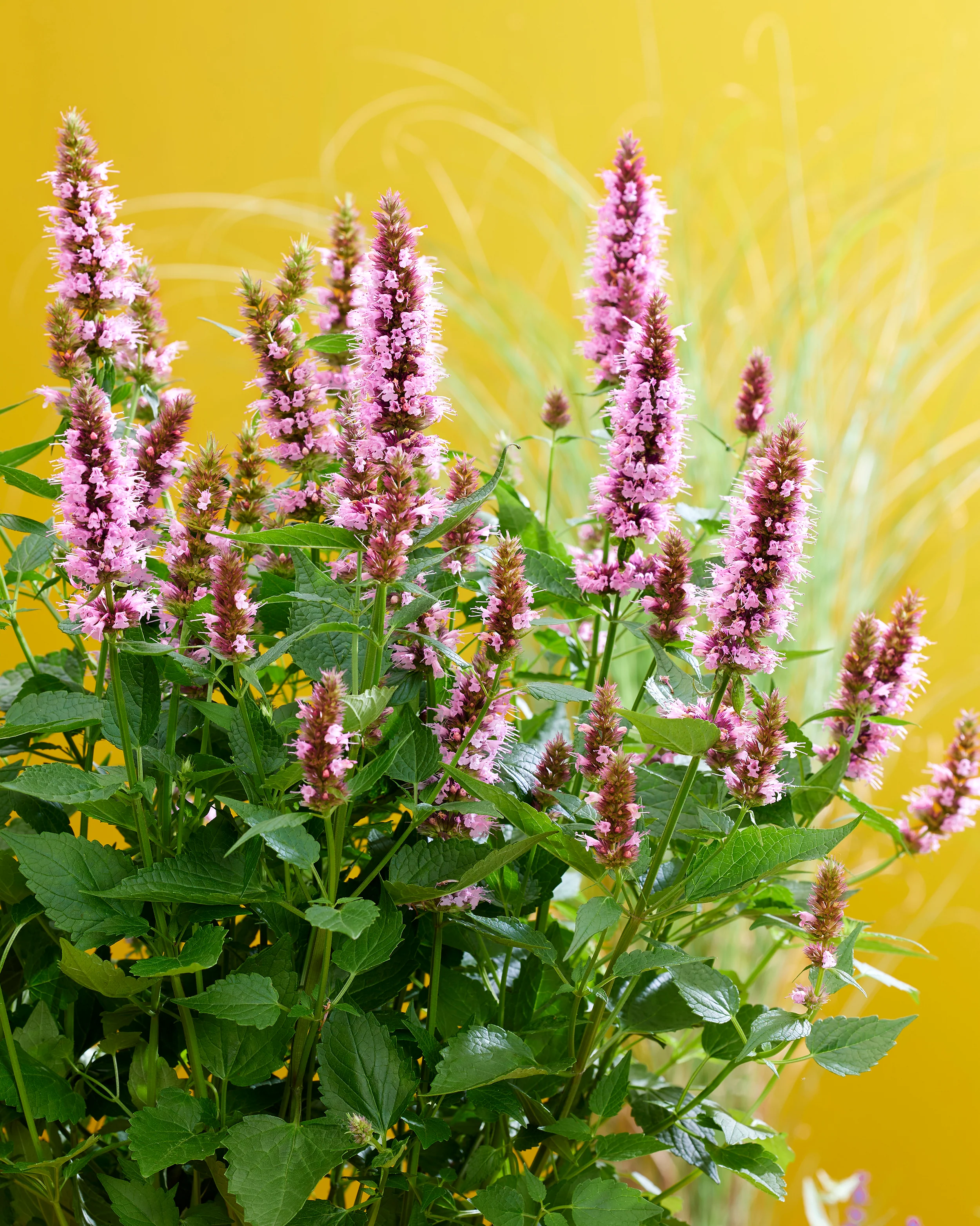 Agastache 'Beelicious Pink' - Image 9