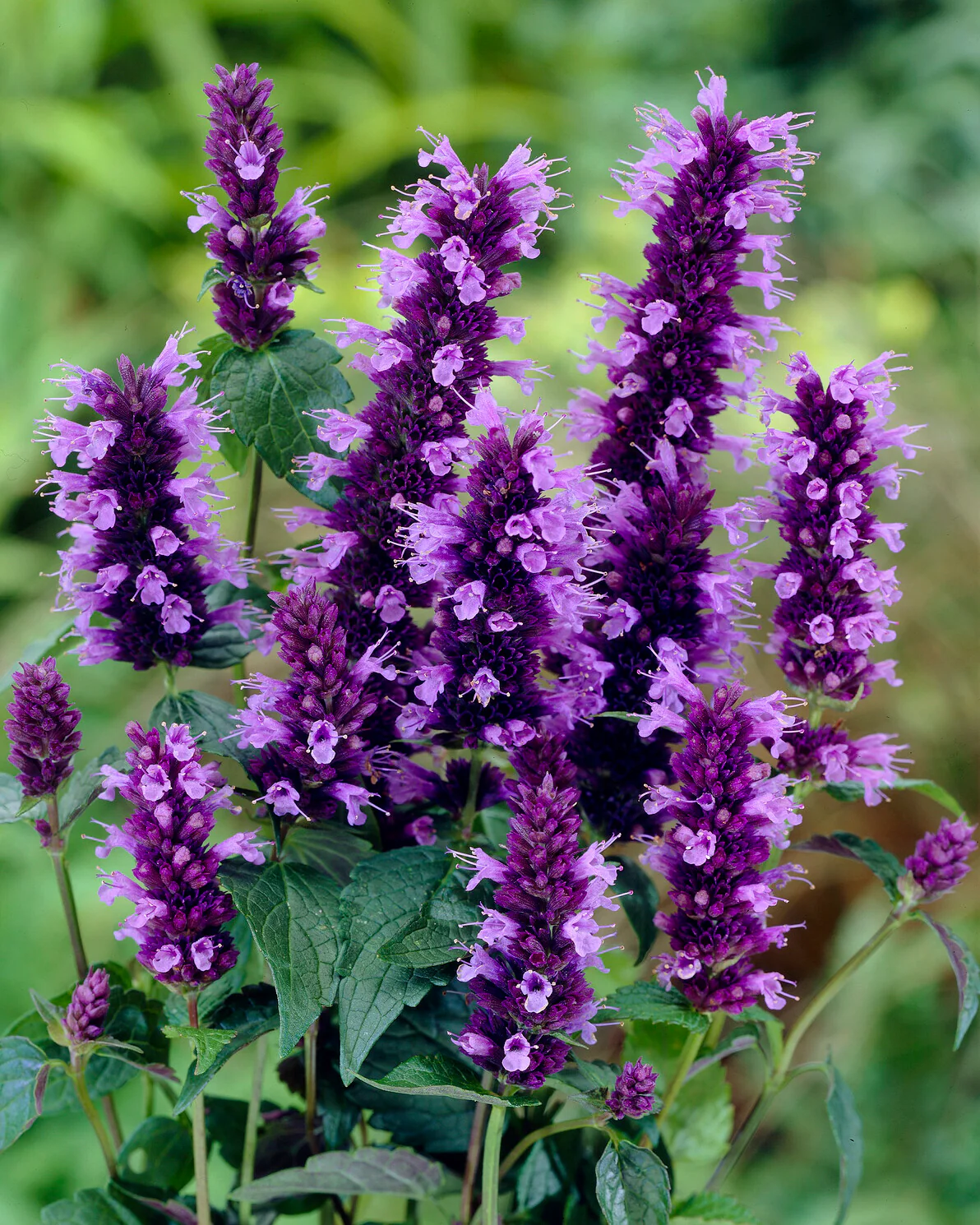 Agastache 'Blackadder' - Image 5