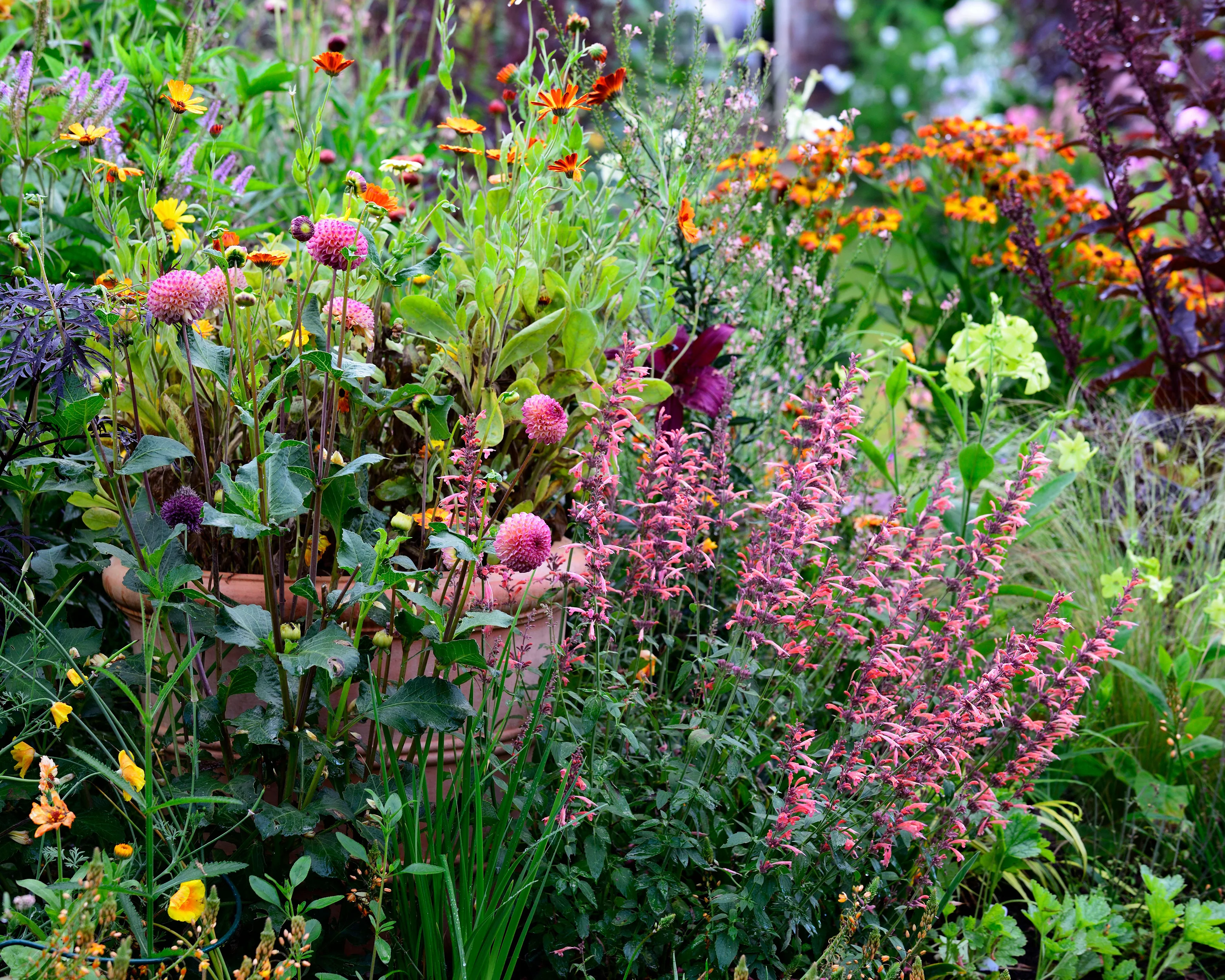 Agastache 'Kudos Coral' - Image 3