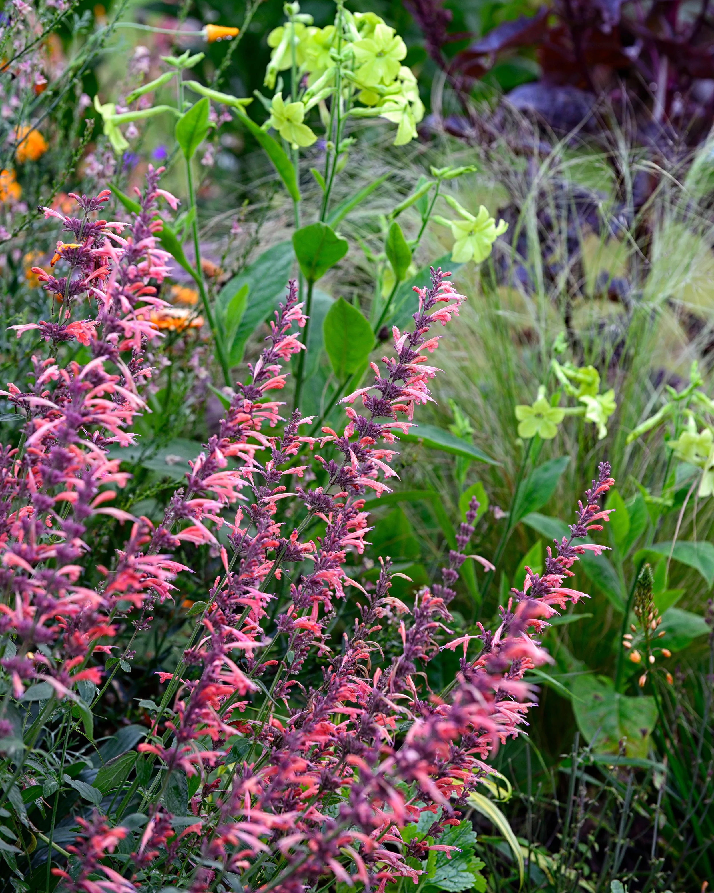 Agastache 'Kudos Coral' - Image 4