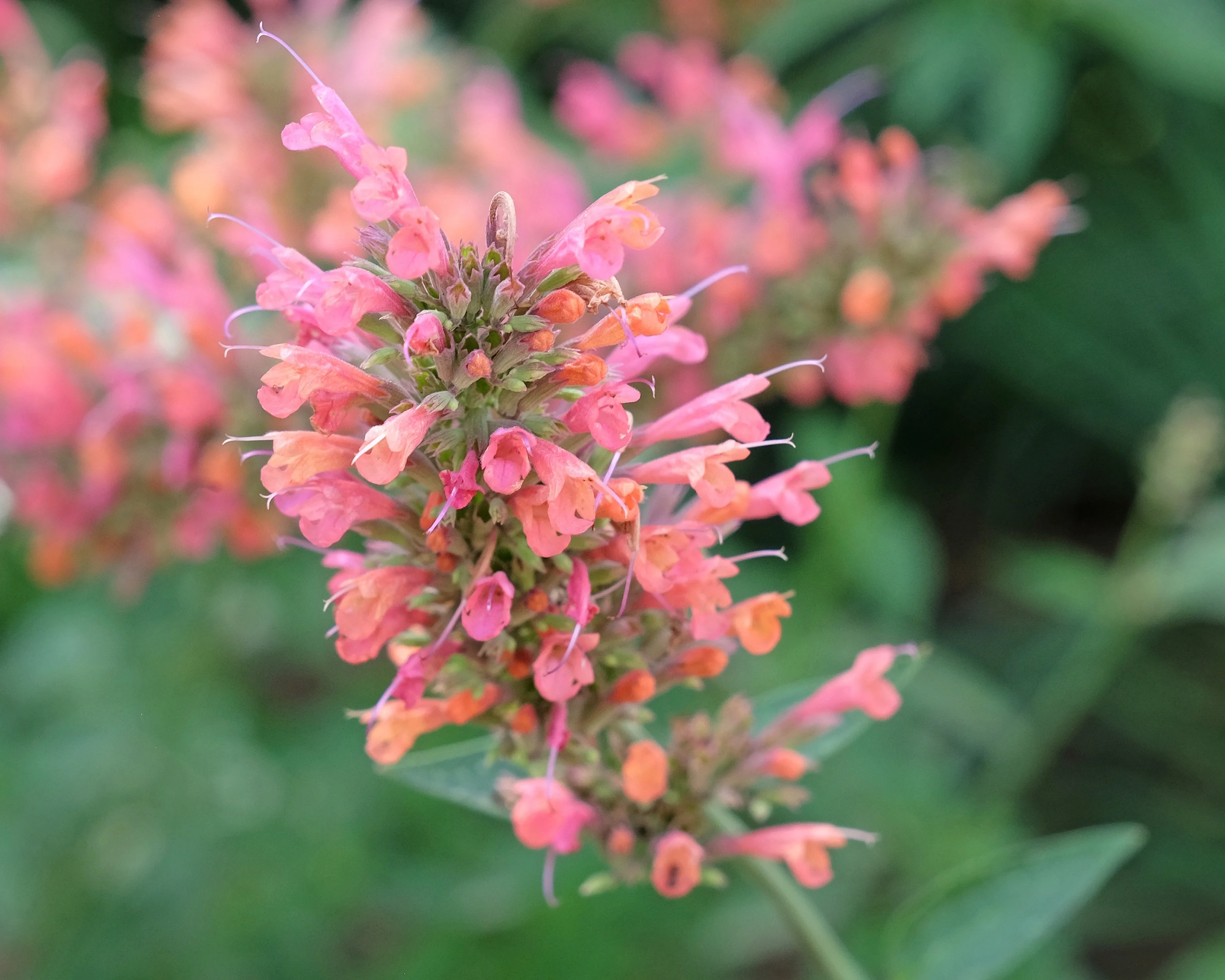 Agastache 'Kudos Coral' - Image 5
