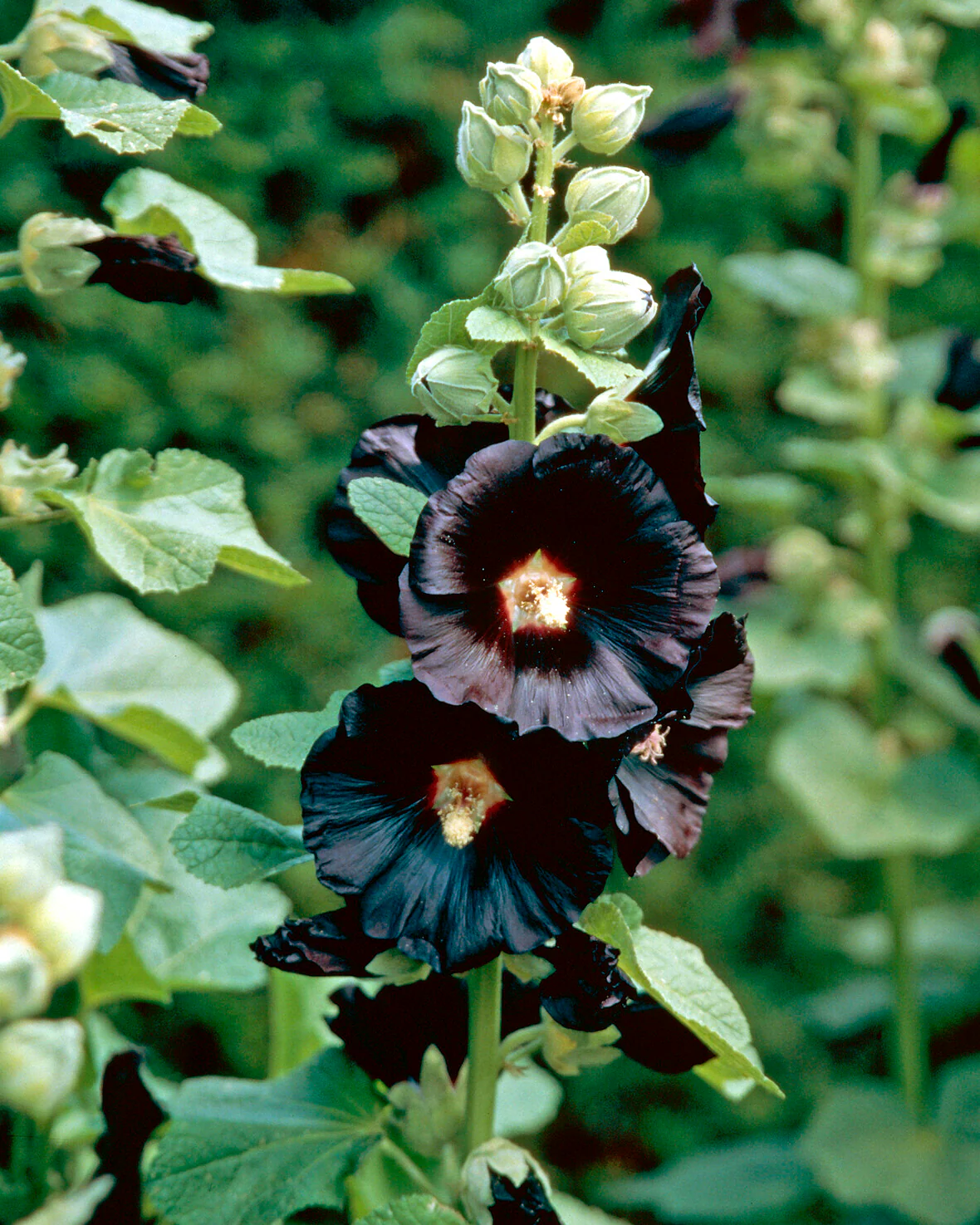 Alcea 'Nigra' - Image 2