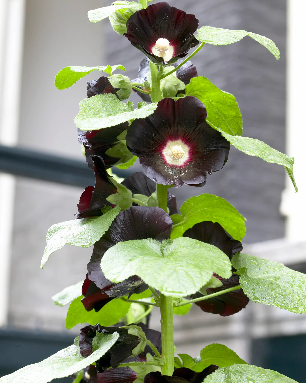 Alcea 'Nigra' - Image 3
