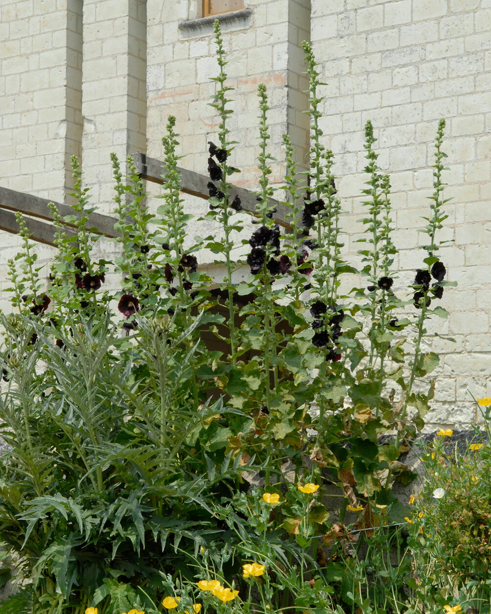 Alcea 'Nigra' - Image 4