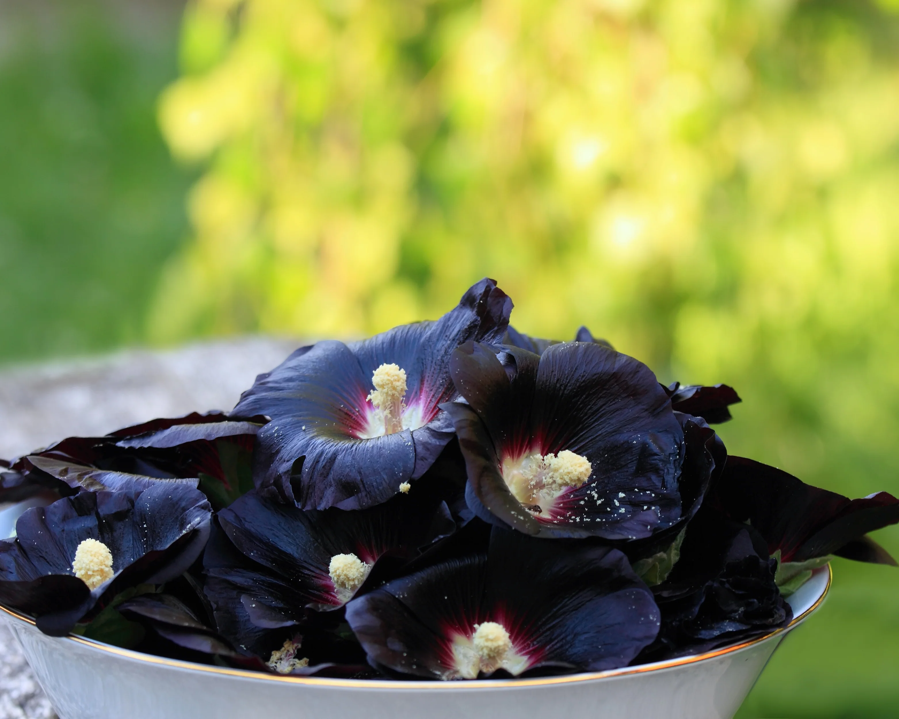 Alcea 'Nigra' - Image 5