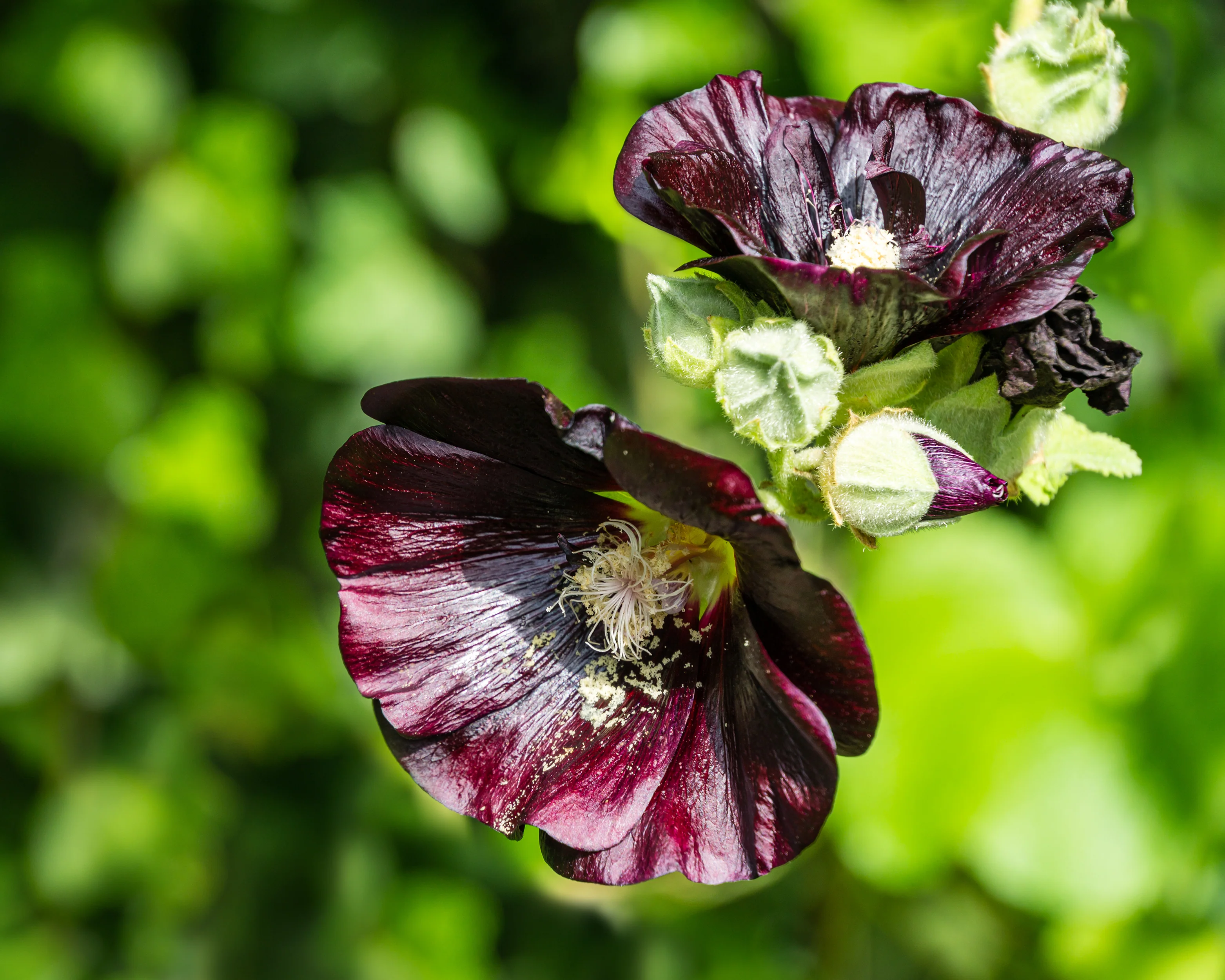 Alcea 'Nigra' - Image 6