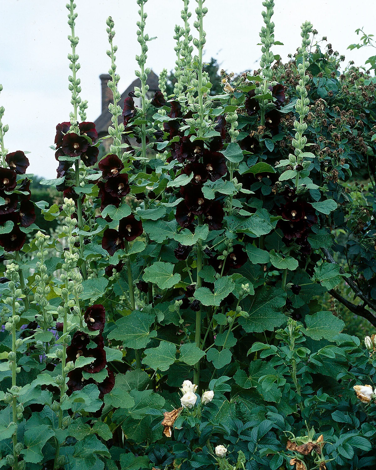 Alcea 'Nigra' - Image 7