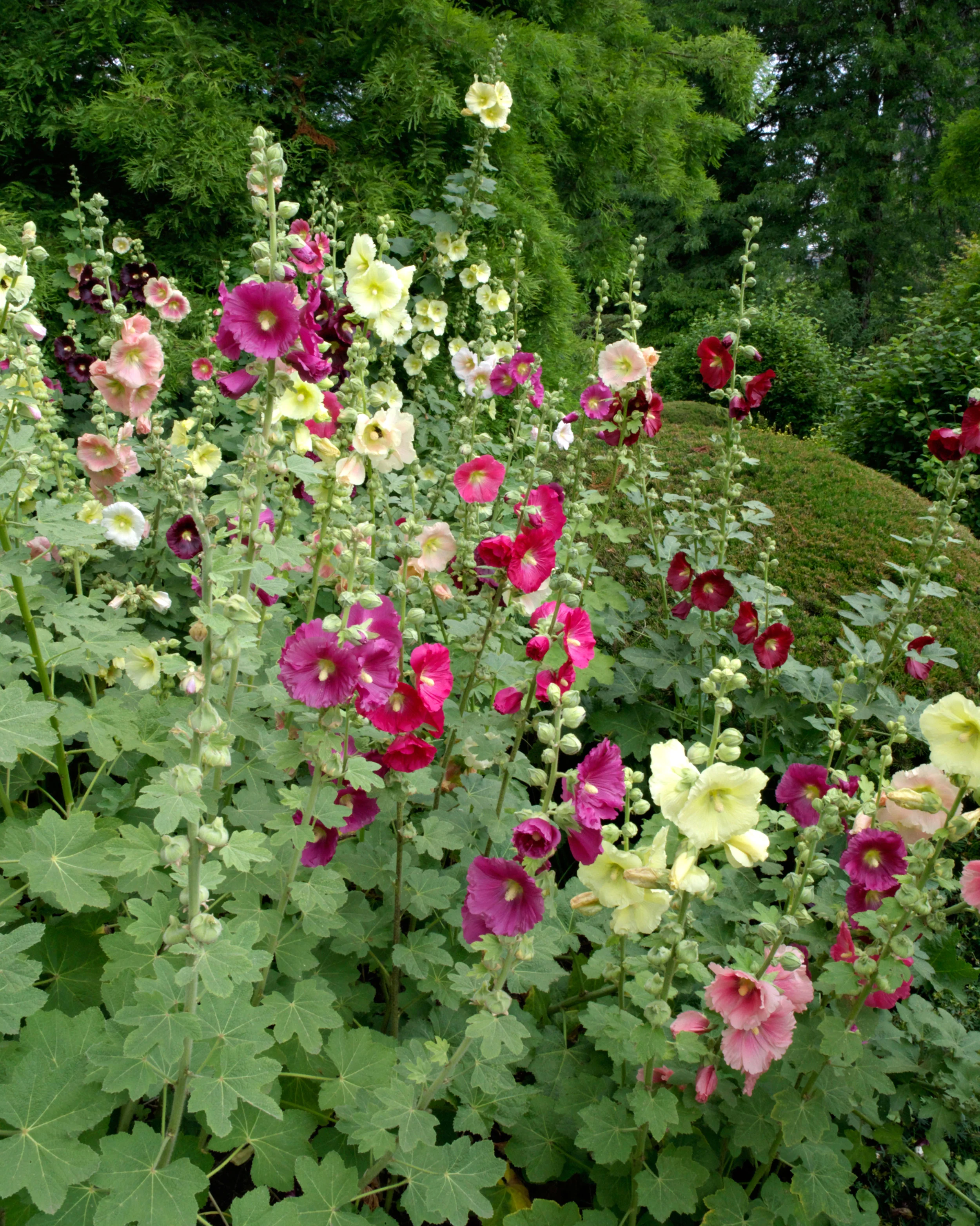 Alcea 'Hollyhock Mix' - Image 3