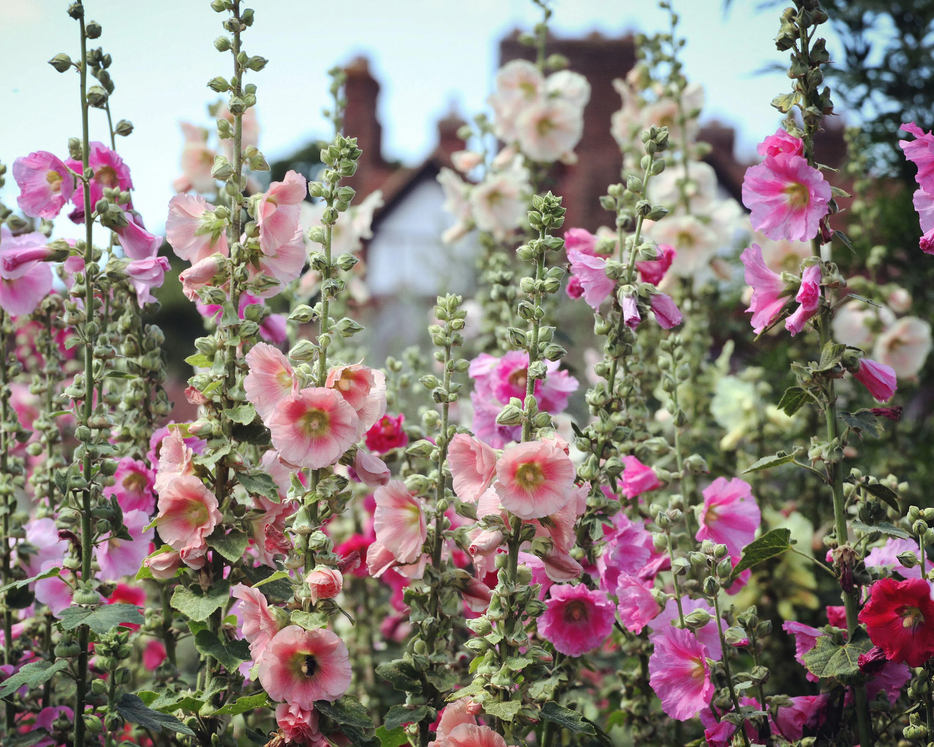 Alcea 'Hollyhock Mix' - Image 6