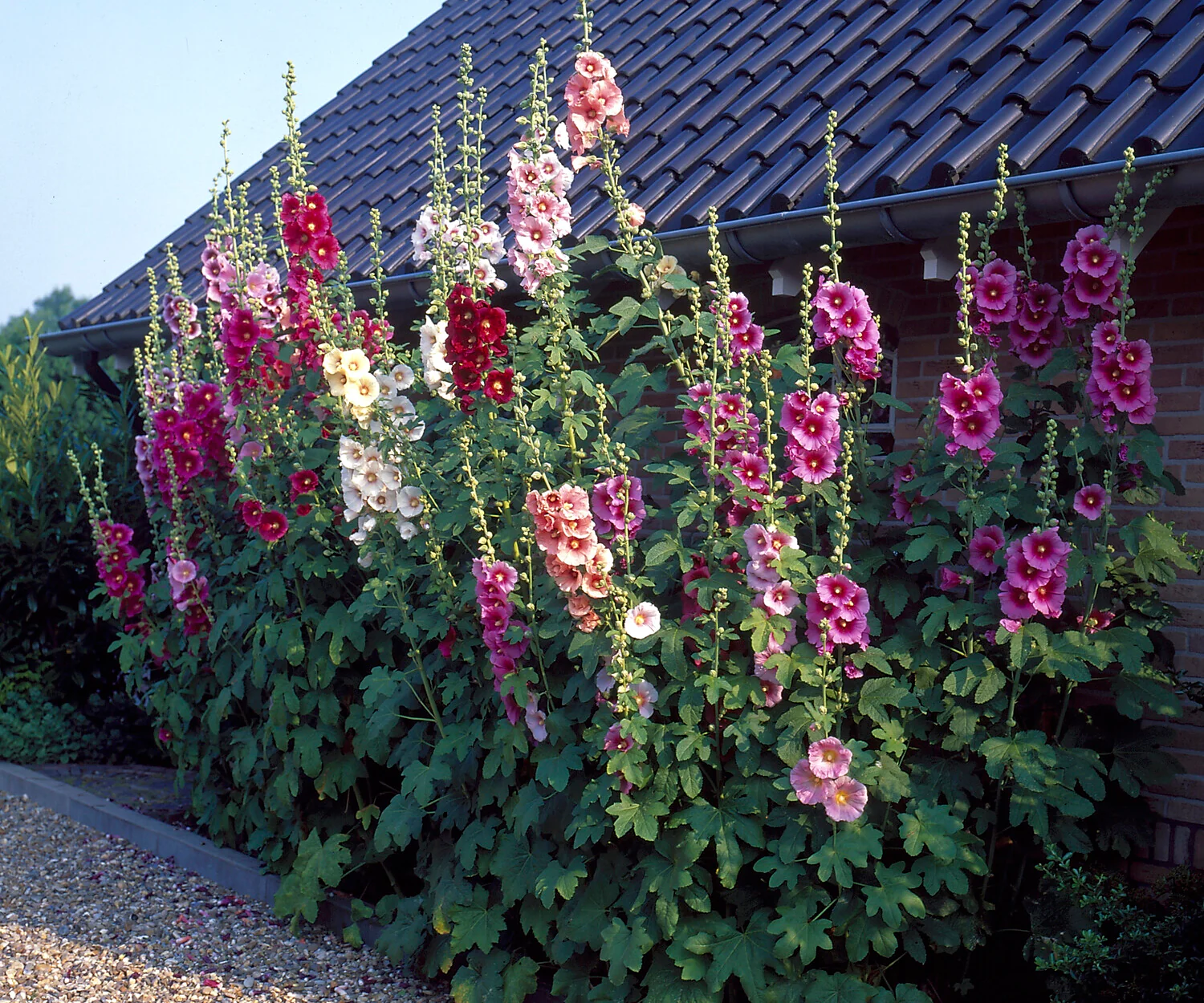 Alcea 'Hollyhock Mix' - Image 9
