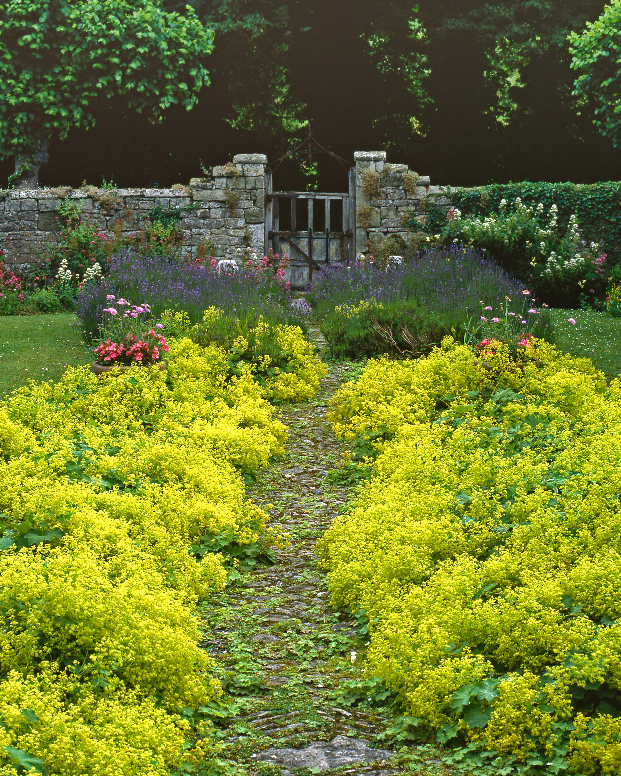 Alchemilla mollis - Image 10
