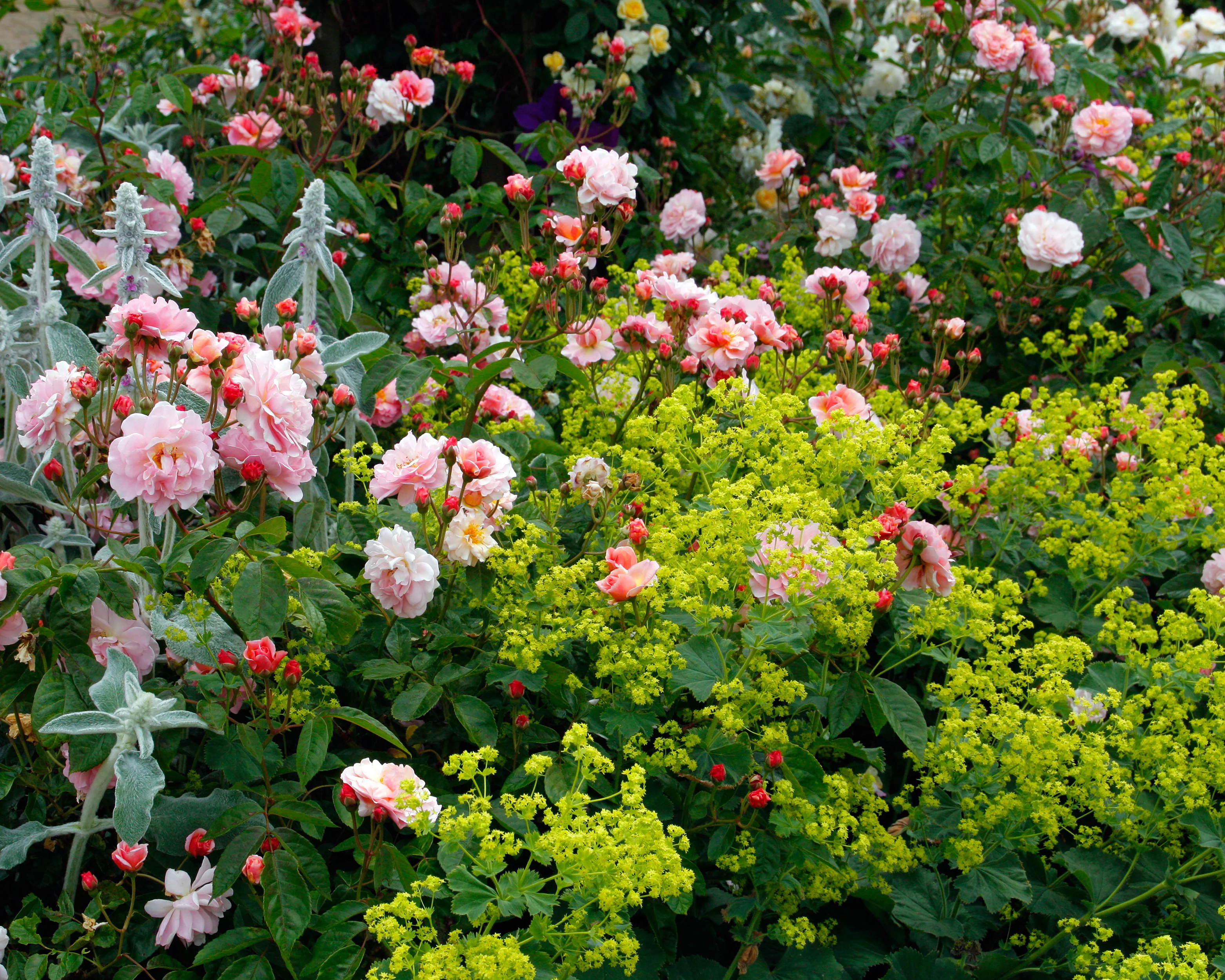Alchemilla mollis - Image 12