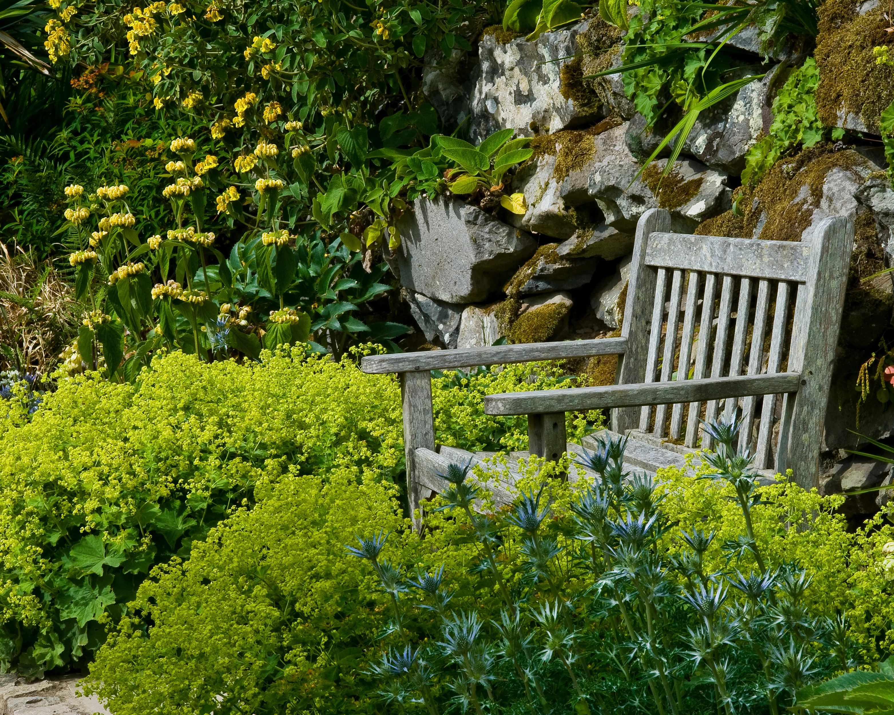 Alchemilla mollis - Image 13