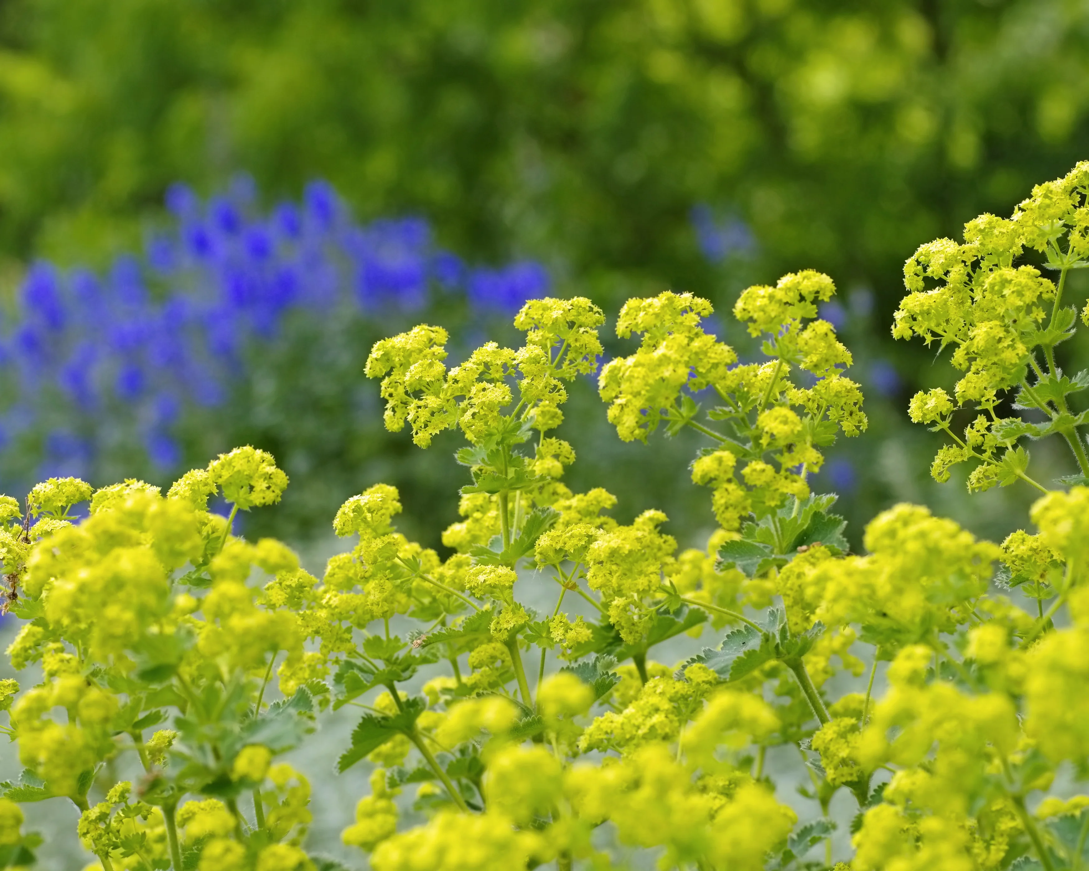 Alchemilla mollis - Image 3