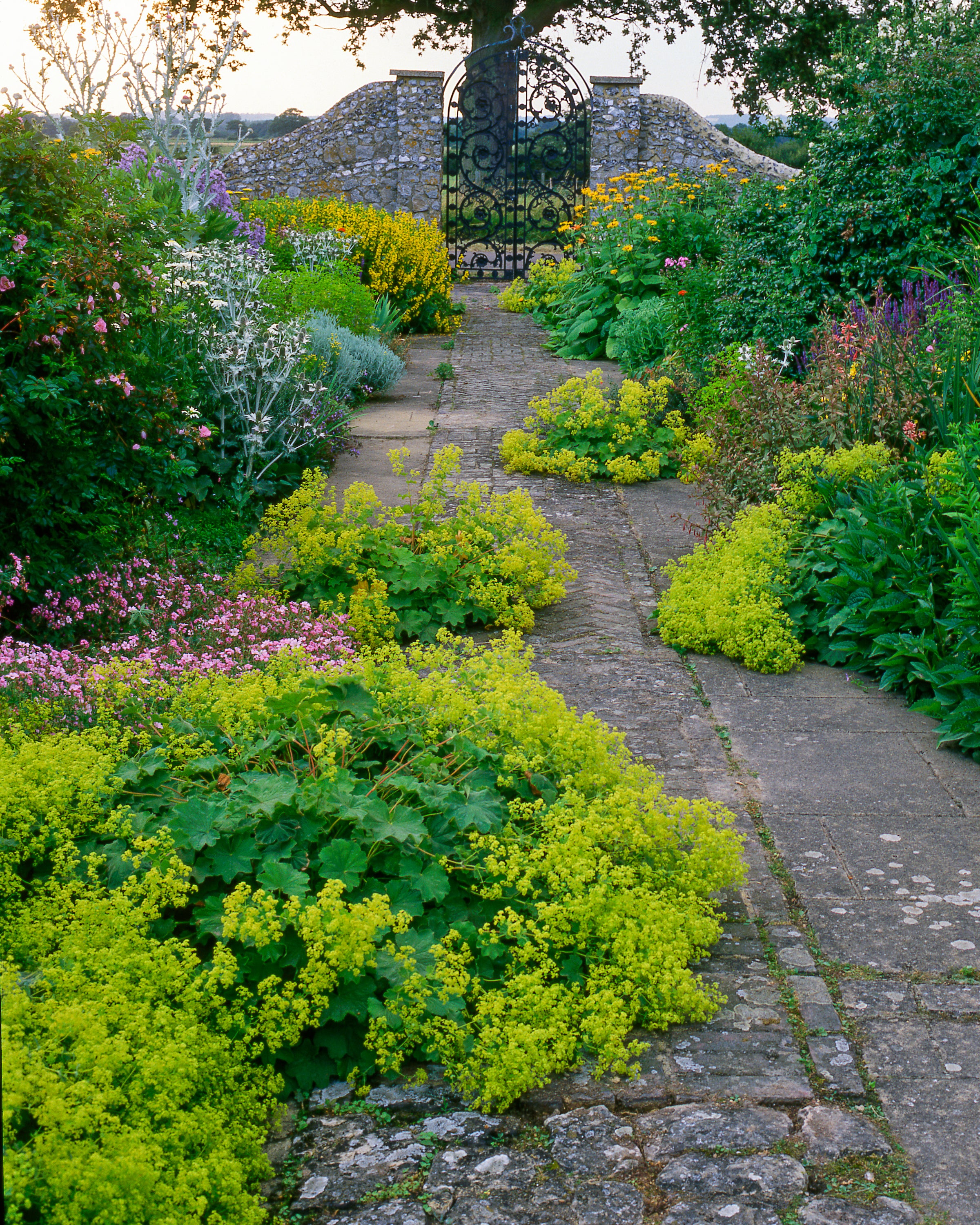 Alchemilla mollis - Image 4