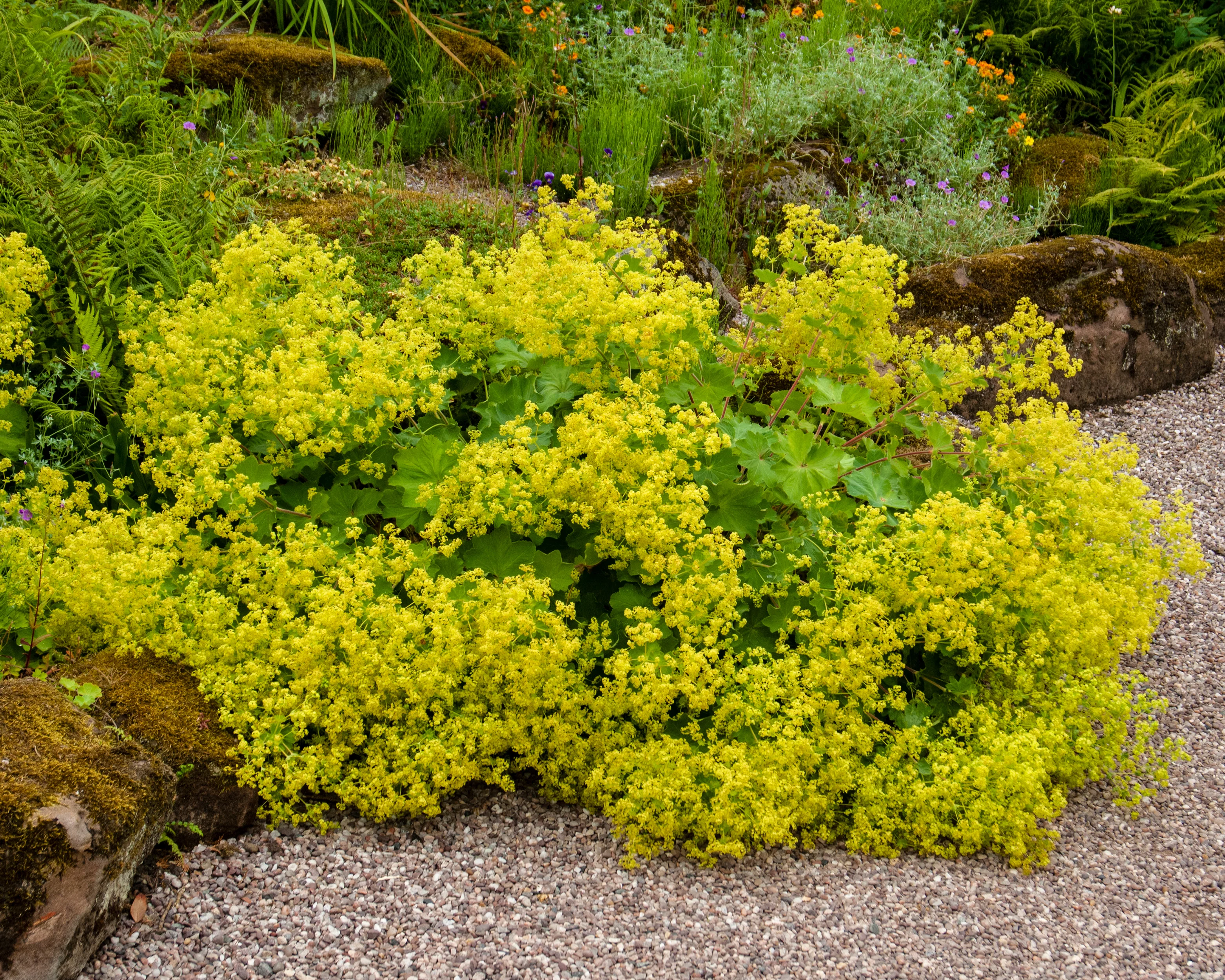 Alchemilla mollis - Image 5