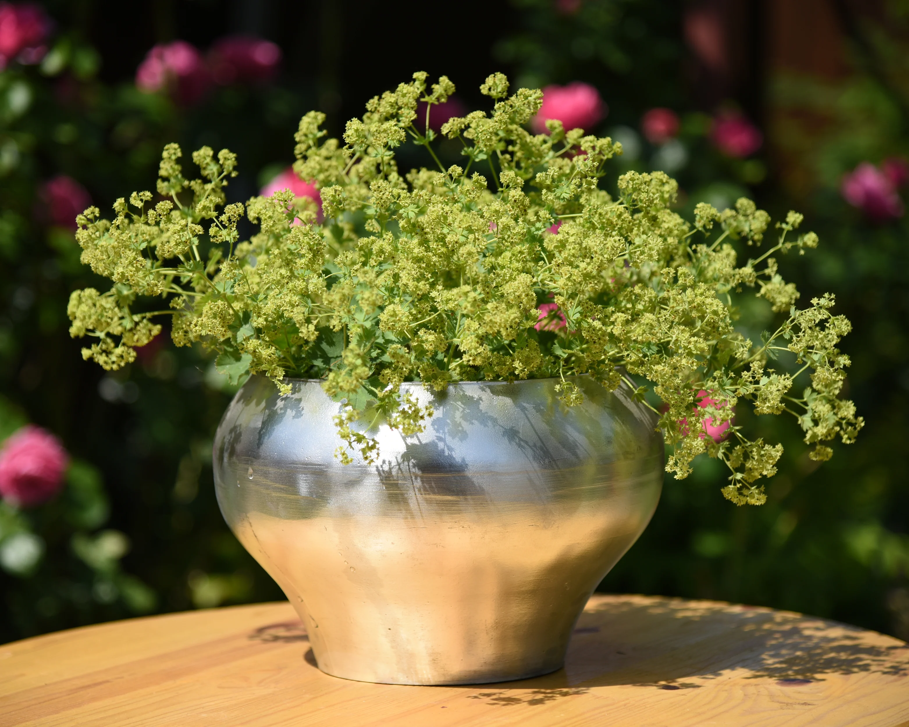 Alchemilla mollis - Image 6