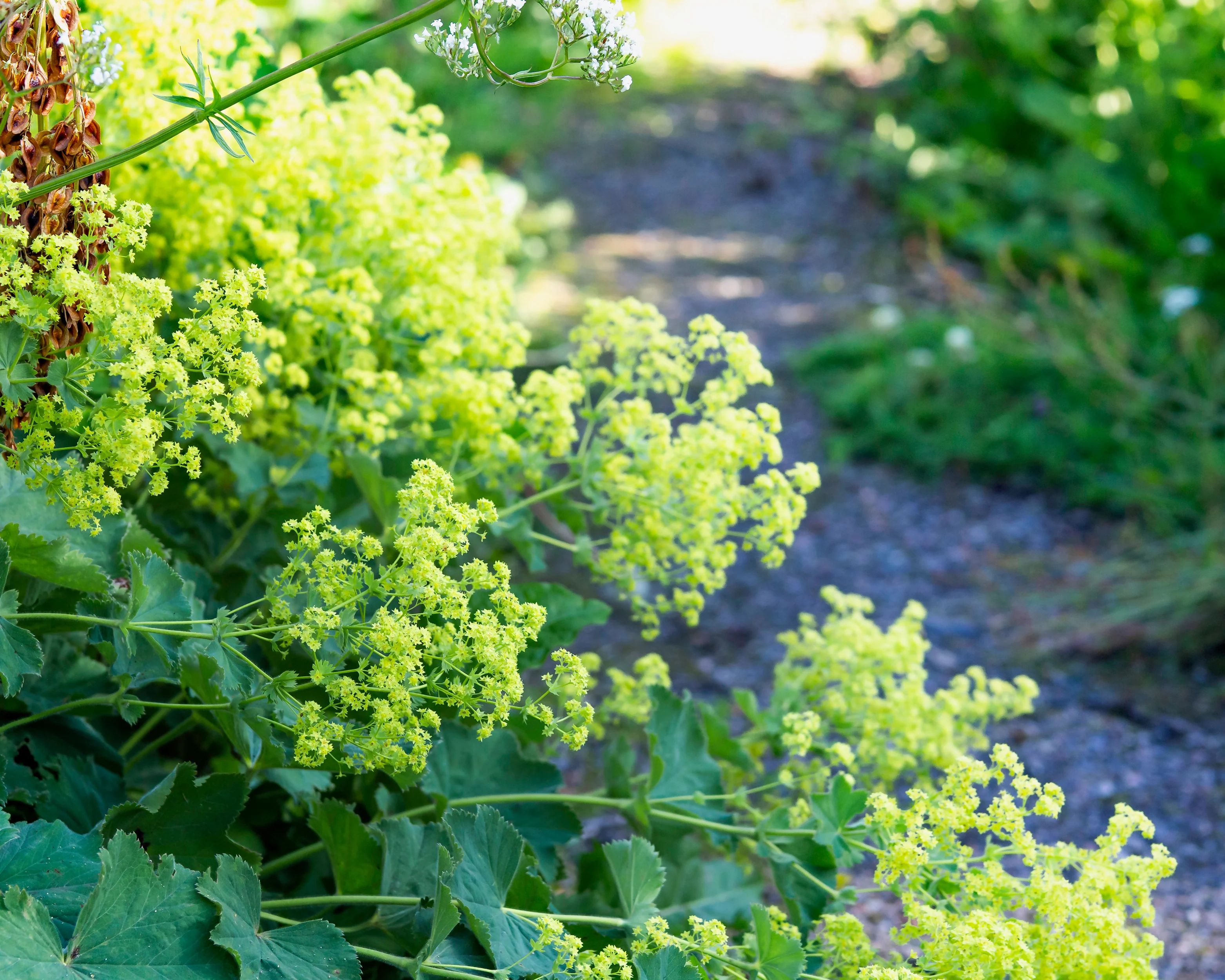 Alchemilla mollis - Image 8